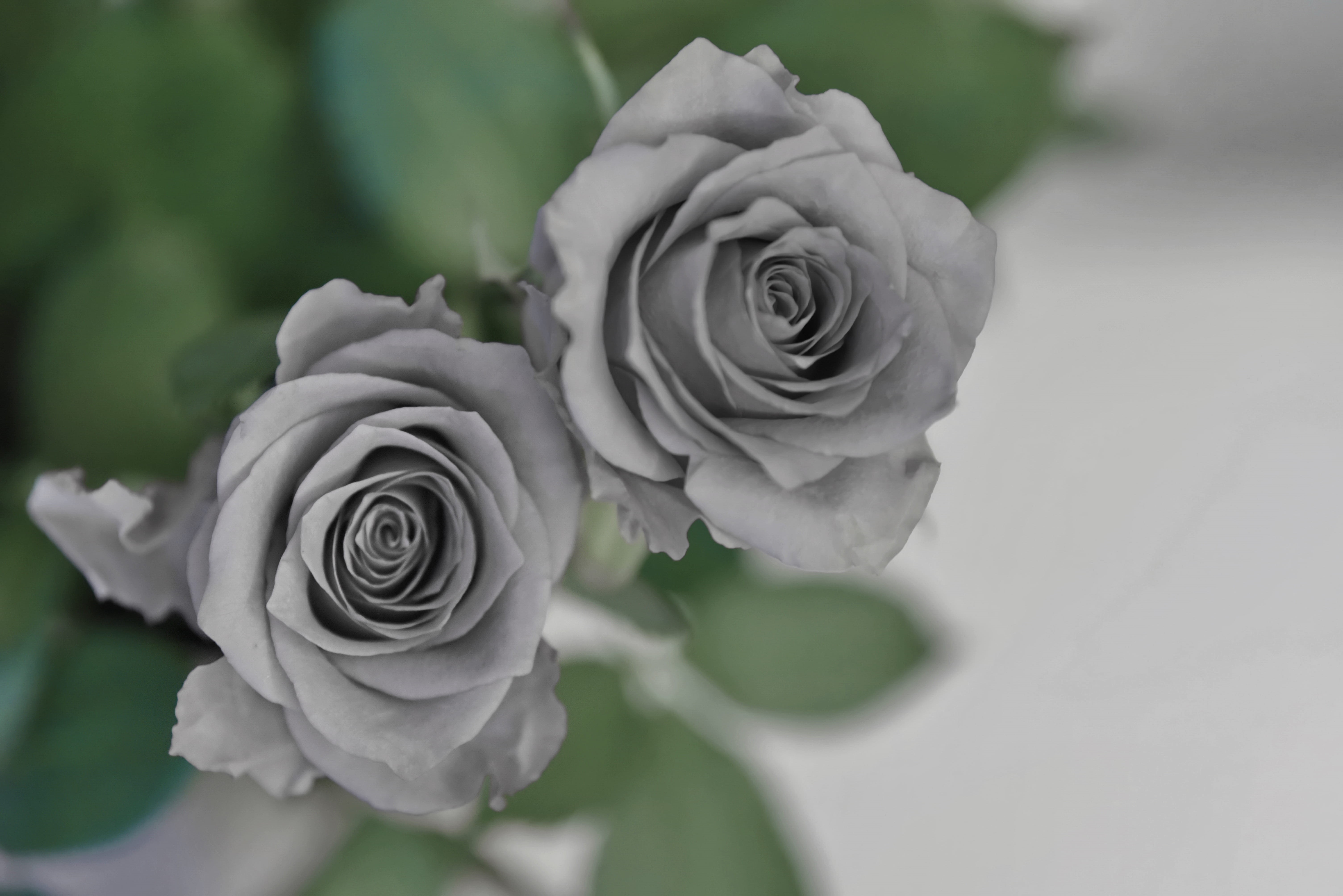 leaves, bouquet, 5K, freshness, beauty in nature, growth, flower, dead, inflorescence, disappointed, nature, green, rose - flower, unhappy, no people, HD Wallpaper