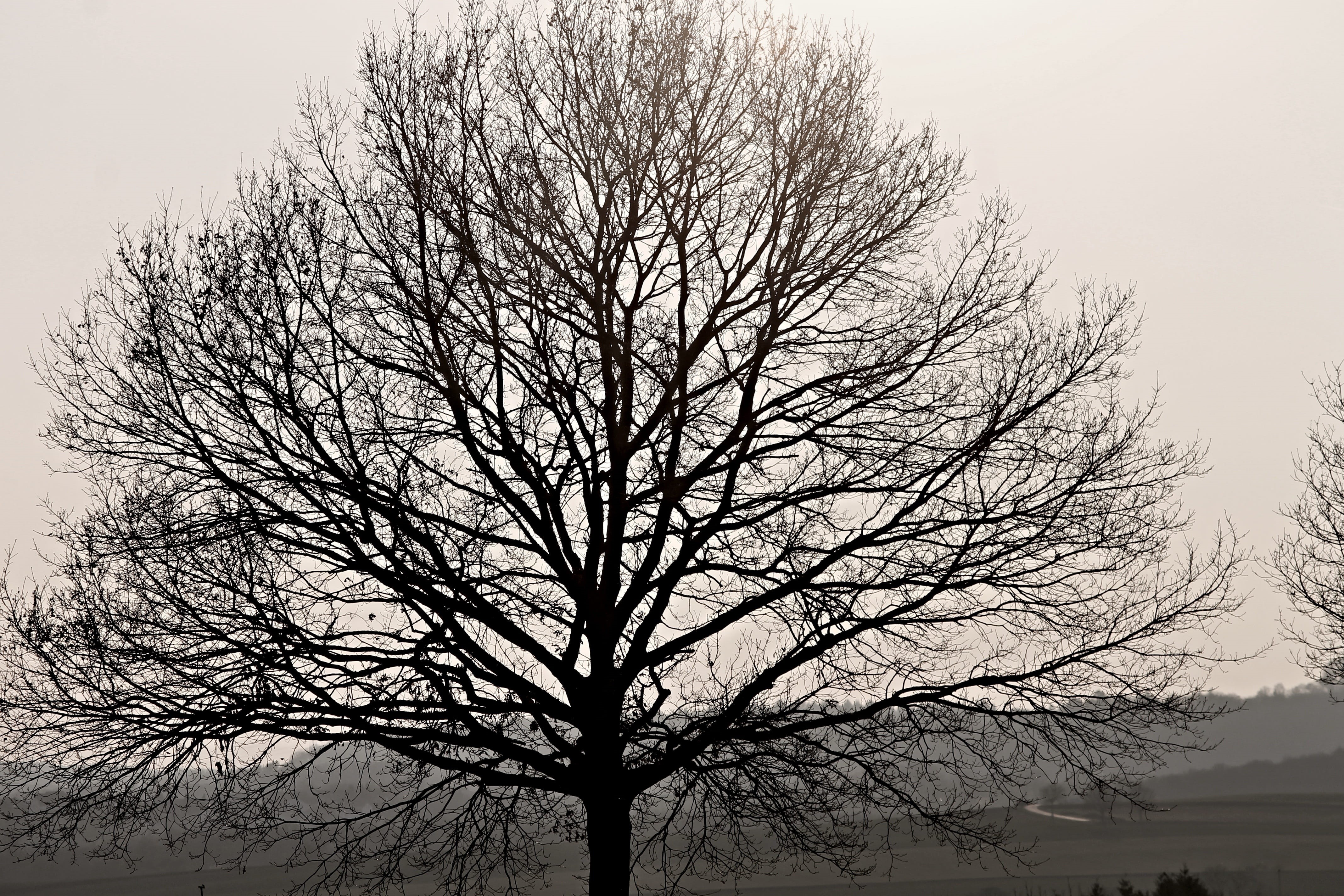 shadow play, sky, mood, background image, aesthetic, evening sun, no people, lines, tree trunk, tree, bare tree, low angle view, 4K, structure, winter, HD Wallpaper