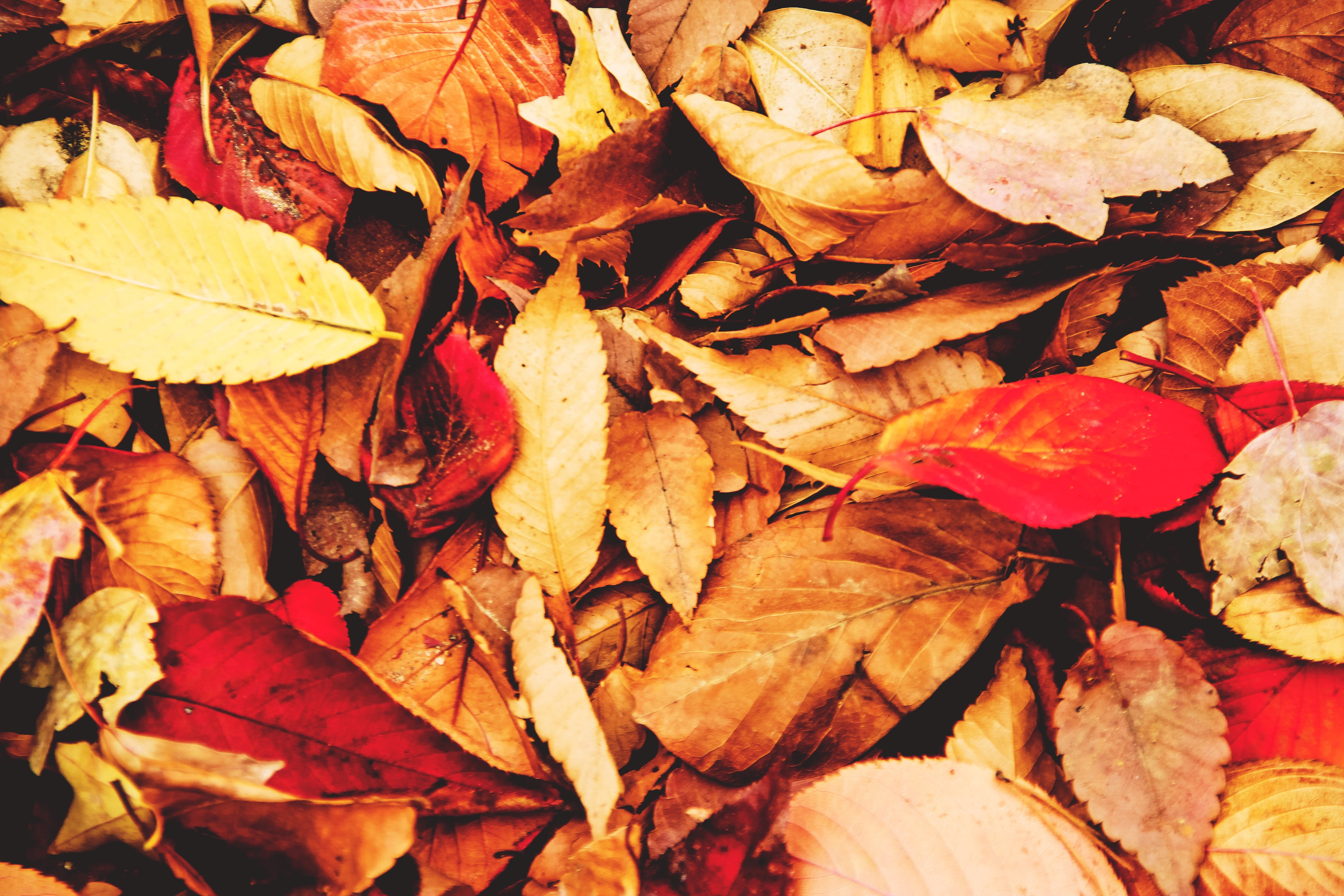 maple leaf, ground, no people, colours, natural, change, vulnerability, gold Colored, color Image, fall, autumn, day, orange Color, nature, tree, large group of objects, HD Wallpaper