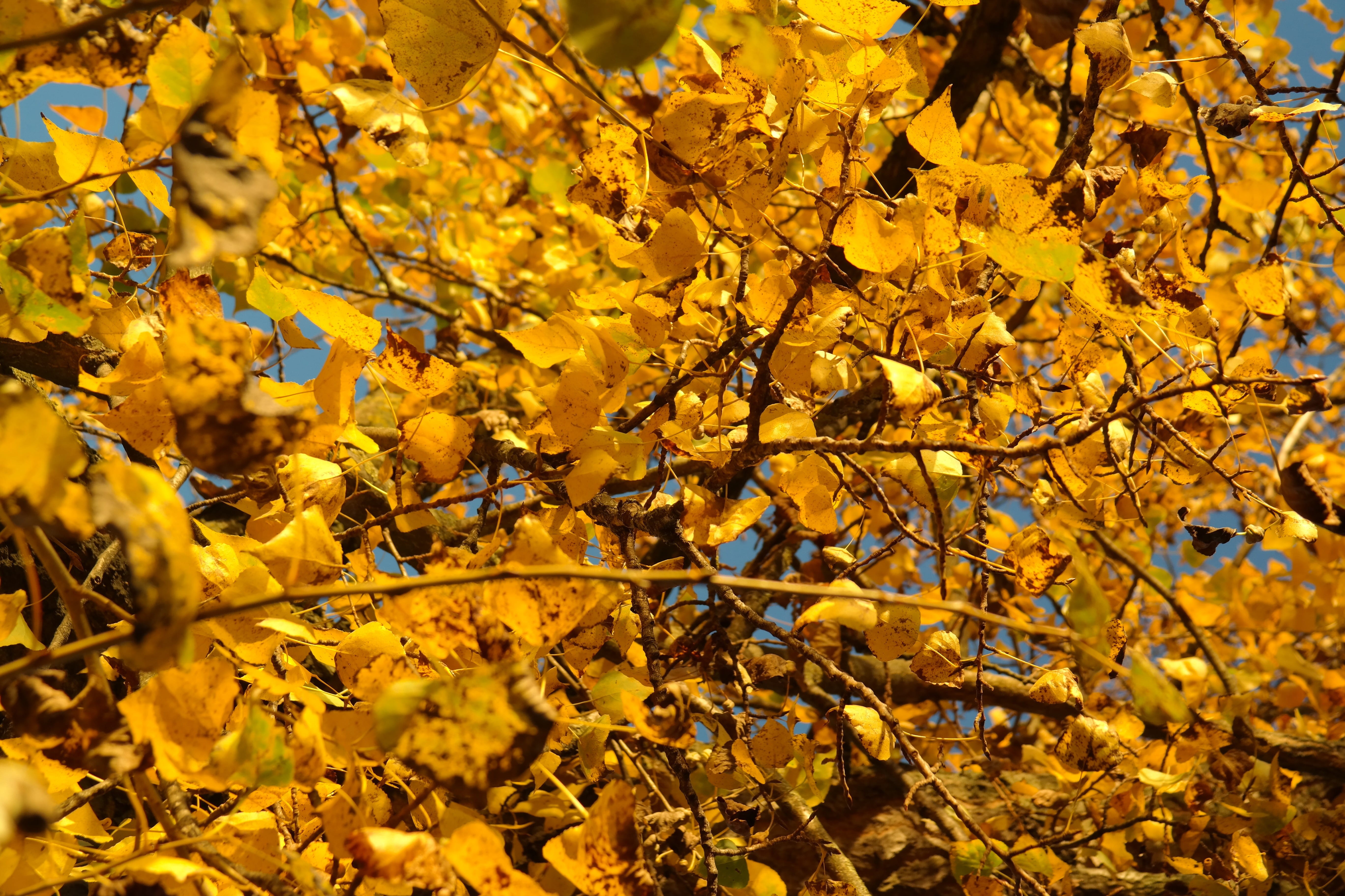 populus nigra, gold Colored, Autumn, close-up, yellow, nature, canadian poplar, fall, fragility, hybrid, change, golden, day, season, color Image, no People, HD Wallpaper