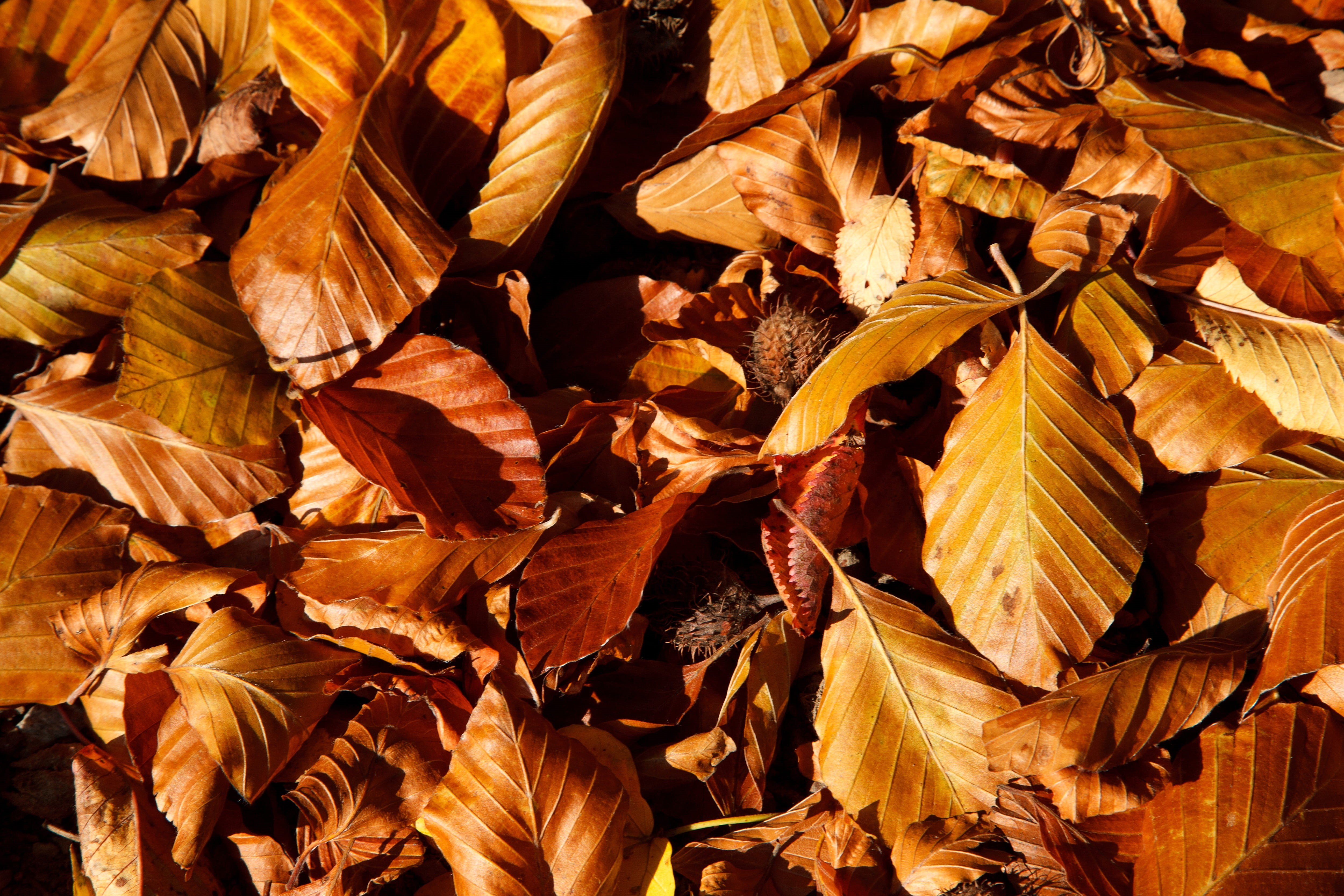fall, Brown, tree, outdoors, dry, flora, wilted plant, plant, leaf, yellow, textured, sunlight, leaves, change, nature, full frame, no people, abundance, HD Wallpaper