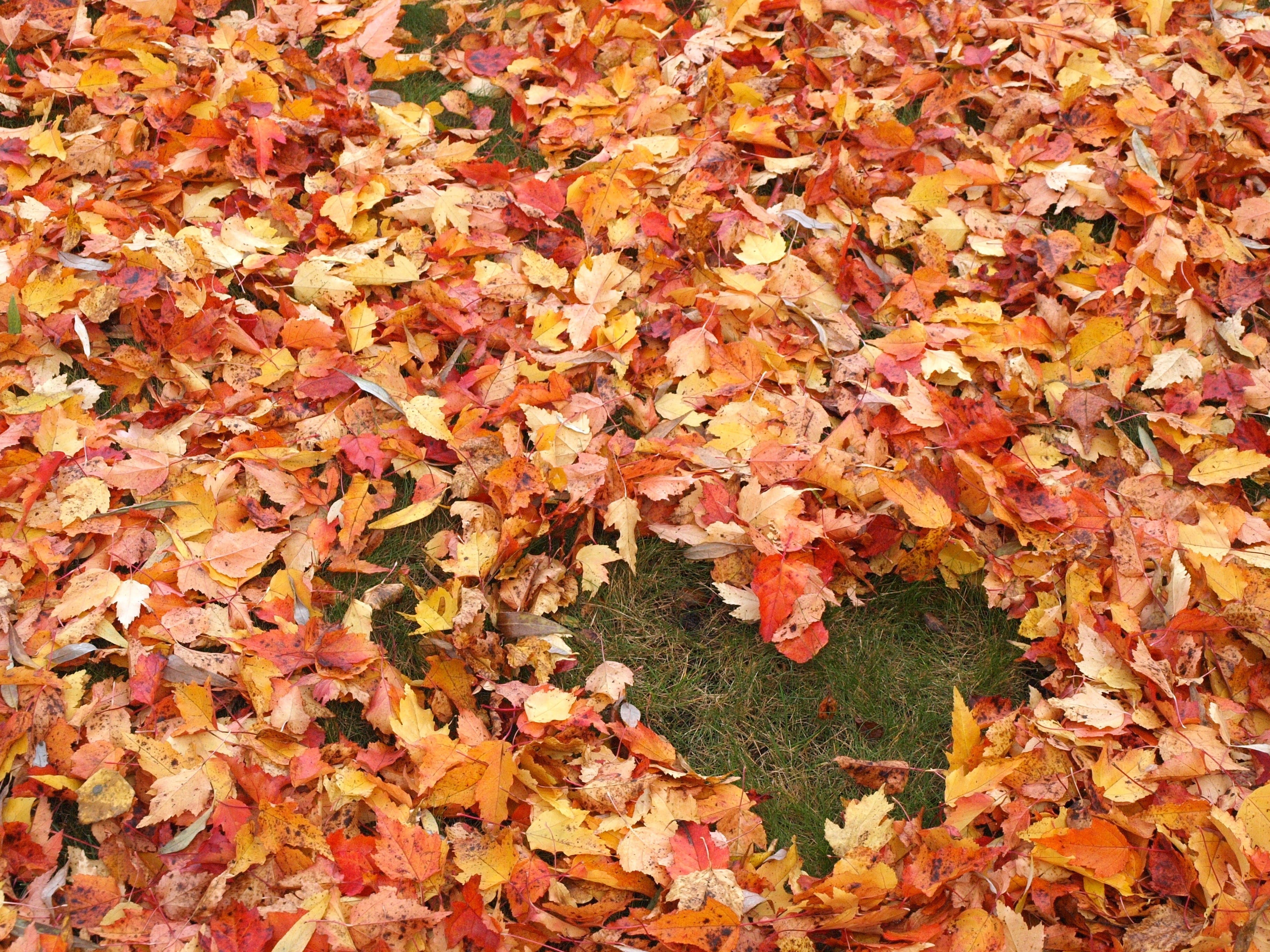 leaf, beauty In Nature, dry, fall, Autumn, full frame, brown, maple leaf, nature, gold Colored, love, red, colors, leaves, yellow, color Image, plant part, HD Wallpaper