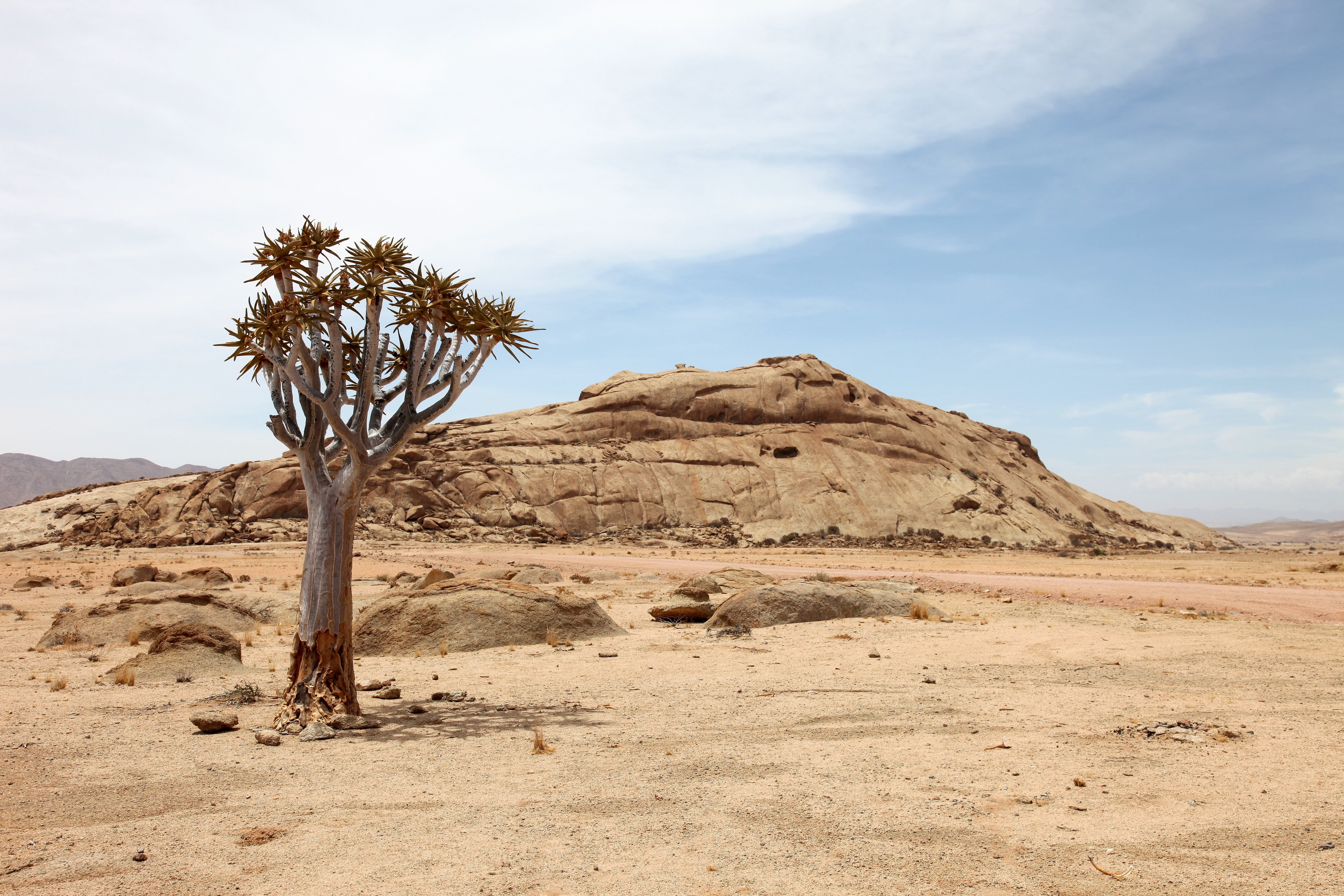 palm tree, day, tranquility, brown, africa, mountain, nature, environment, 5K, land, dry, non-urban scene, no people, plant, tree, landscape, semi-arid, HD Wallpaper