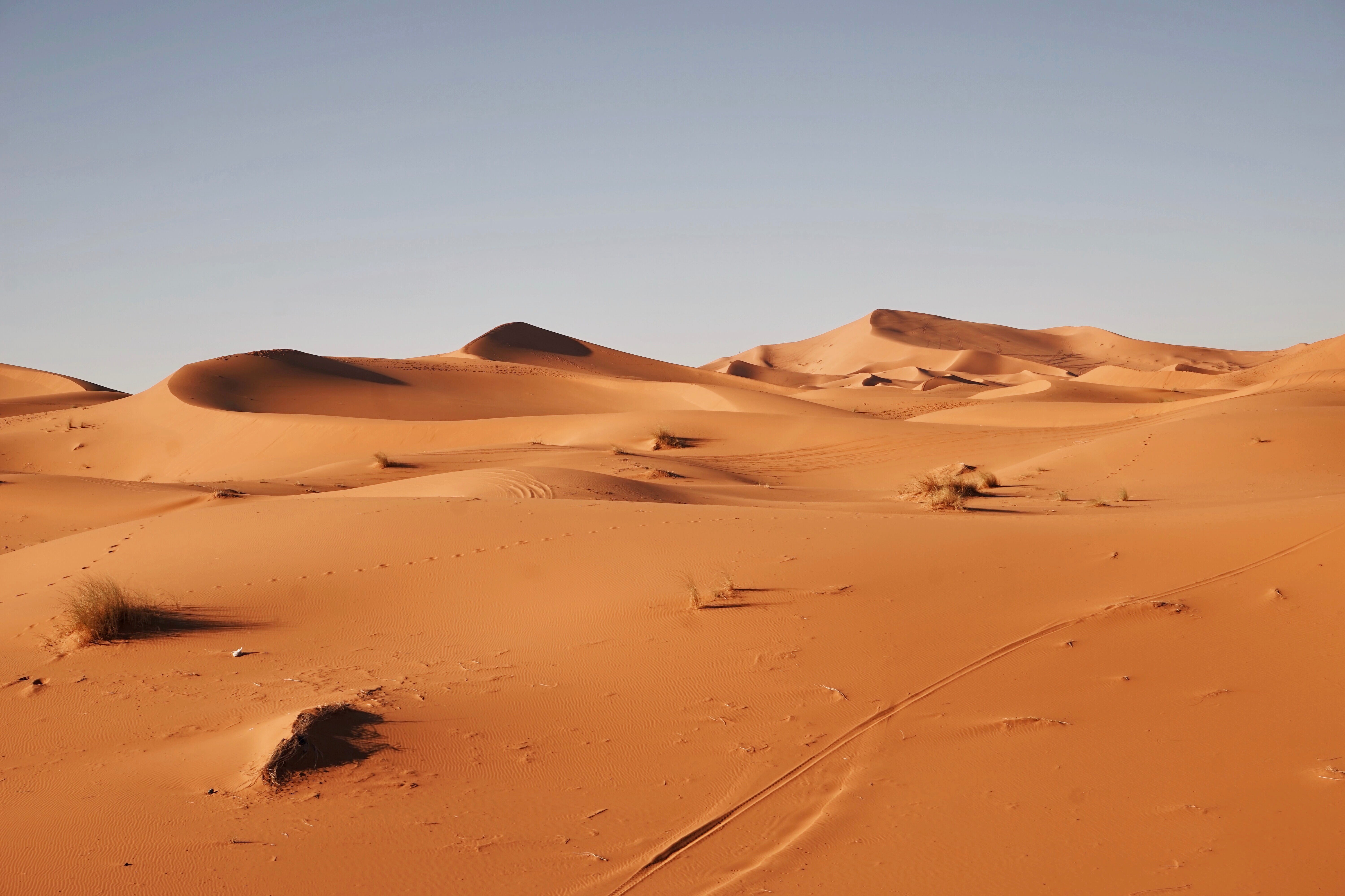 scenics - nature, sand Dune, extreme Terrain, egypt, hot, 5K, sand, dry, morocco, plants, arid Climate, travel destinations, blue skies, beauty in nature, HD Wallpaper