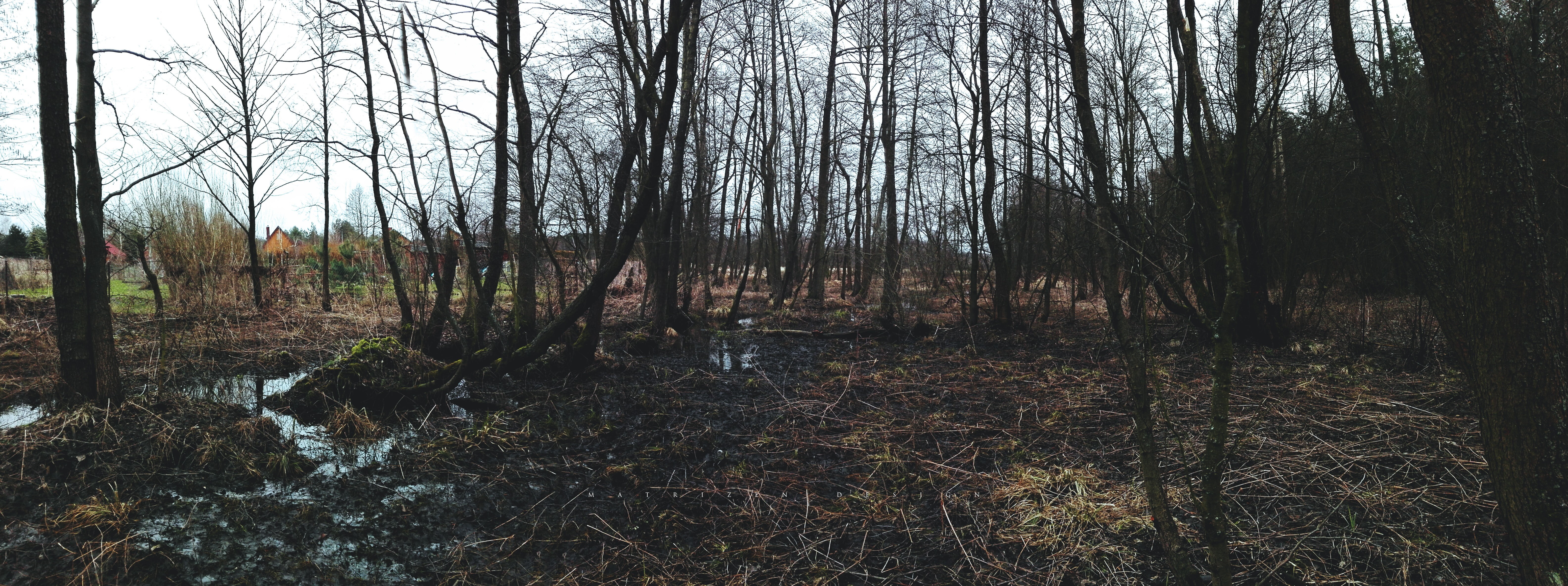 nature, river, landscape, 5K, dead trees, leaves, water, moss, Poland, ultrawide, photography, ultra-wide, forest, HD Wallpaper