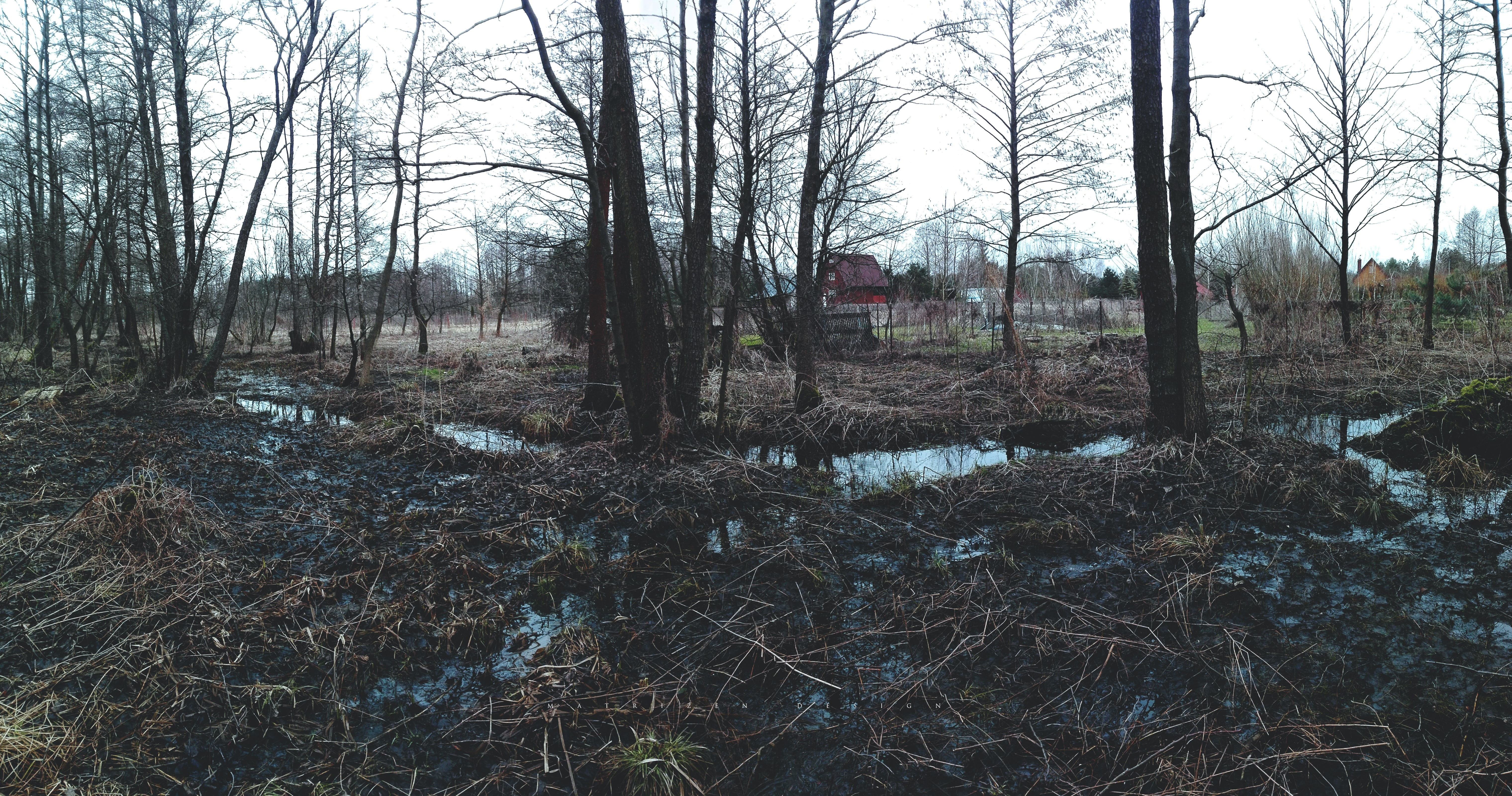 water, river, 5K, dead trees, environment, Poland, tree trunk, woodland, field, growth, forest, ultra-wide, bare tree, plant, land, non-urban scene, photography, HD Wallpaper