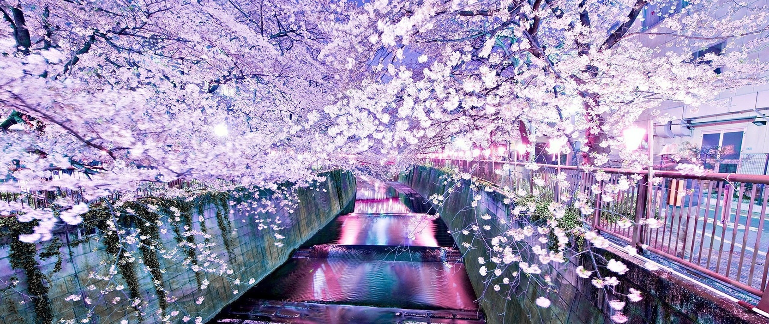 pink, plant, cherry tree, spring, growth, fragility, canal, water, photography, blossom, beauty in nature, nature, outdoors, transportation, petaled, tree, HD Wallpaper
