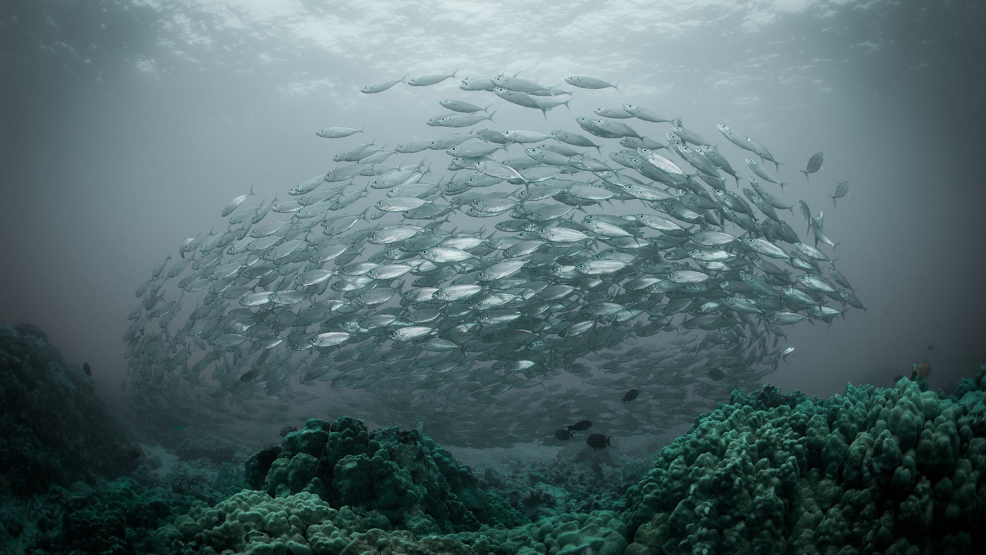 underwater, animal wildlife, vertebrate, water, sea, swimming, large group of animals, group of animals, marine, nature, school of fish, animals in the wild, HD Wallpaper