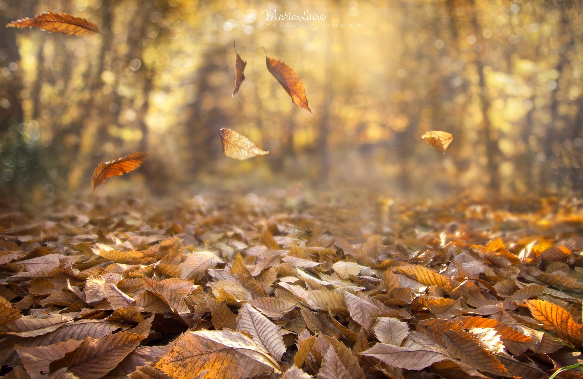 animal themes, land, animal, plant part, wind, orange color, 1080P, leaves, autumn collection, no people, day, animal wildlife, forest, fall, depth of field, HD Wallpaper