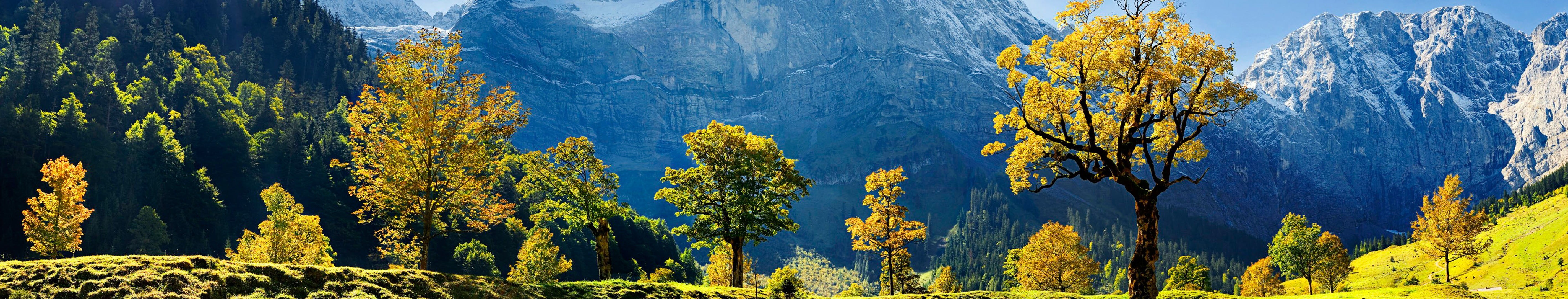 flowers, tranquility, 5K, growth, mountains, yellow, blue, pine woodland, panorama, environment, tree, Europe, land, grass, pine tree, mountain, trees, HD Wallpaper