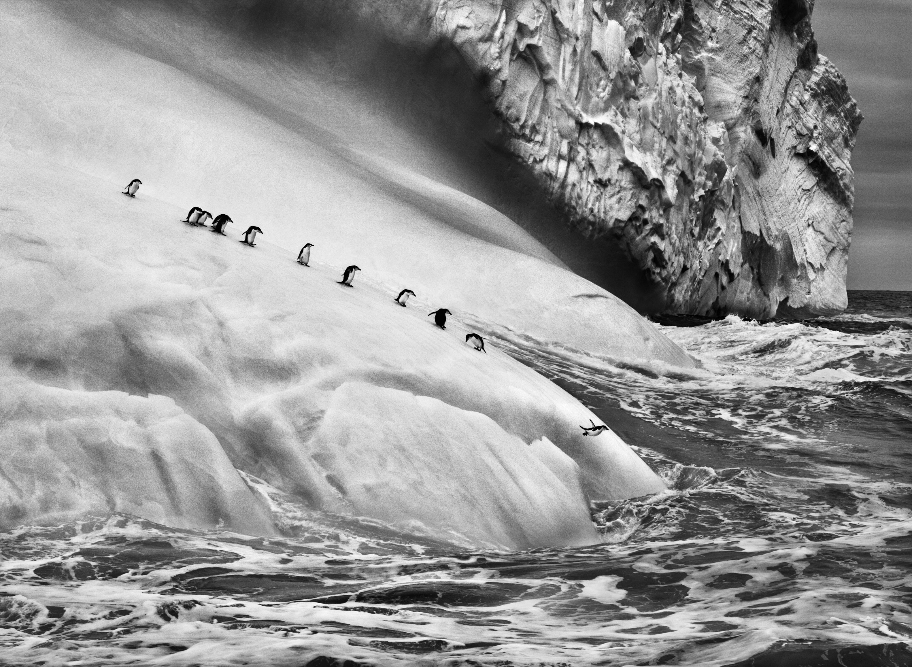 Sebastiao Salgado, penguins, scenics - nature, landscape, outdoors, motion, iceberg, solid, day, ice, photography, jumping, land, sea, waterfront, animals, HD Wallpaper
