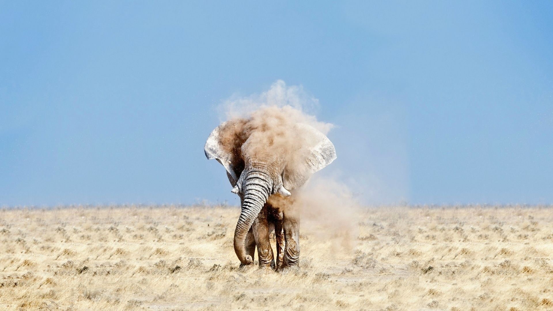 east Africa, blue, outdoors, beauty In Nature, masai Mara National Reserve, animals And Pets, white, travel, zebra, etosha National Park, wildlife, plain, HD Wallpaper