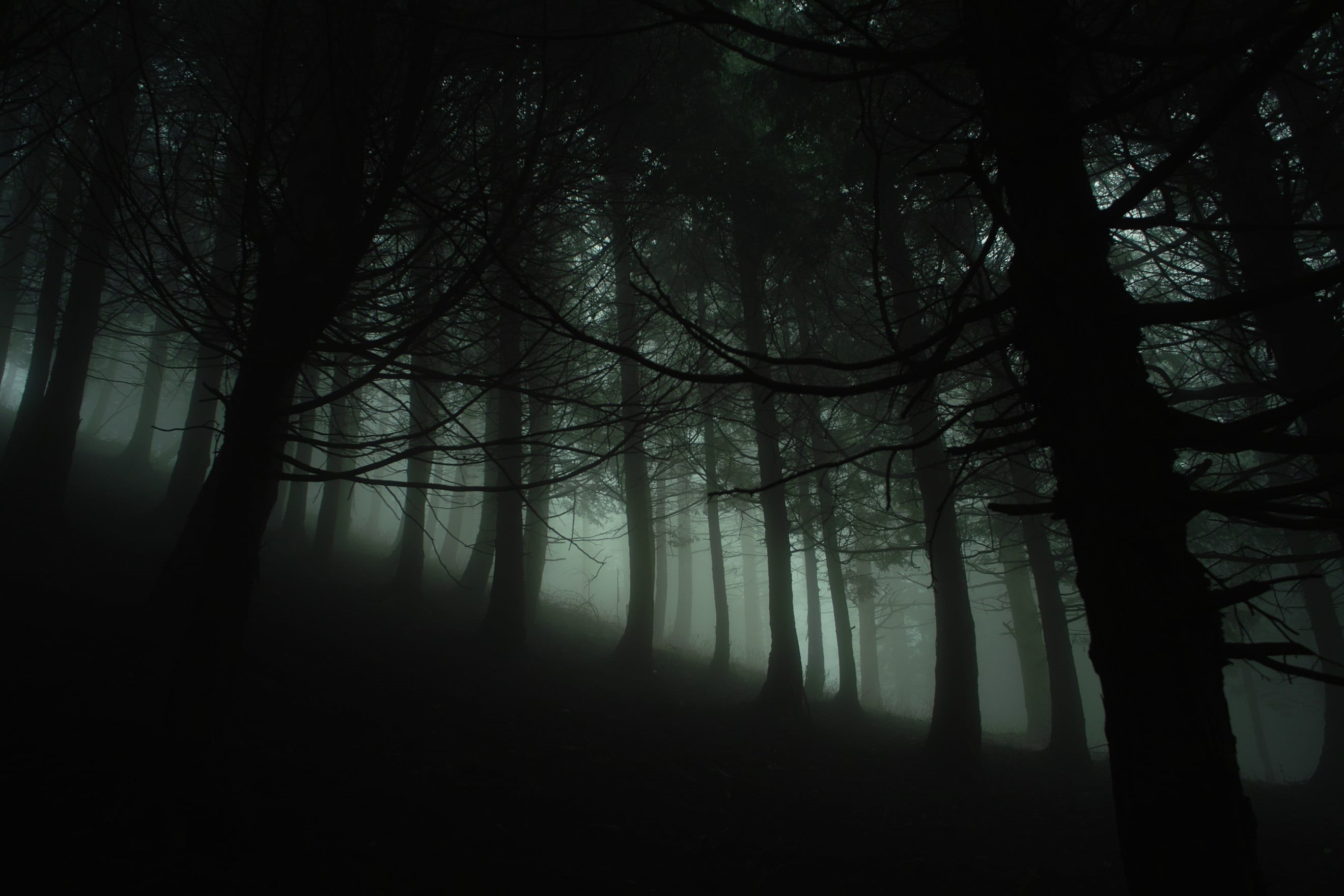 spooky, scenics, night, non-urban scene, scenics - nature, mist, no People, reflection, season, leaves, tranquility, sunbeam, outdoors, silhouette, 2K, HD Wallpaper