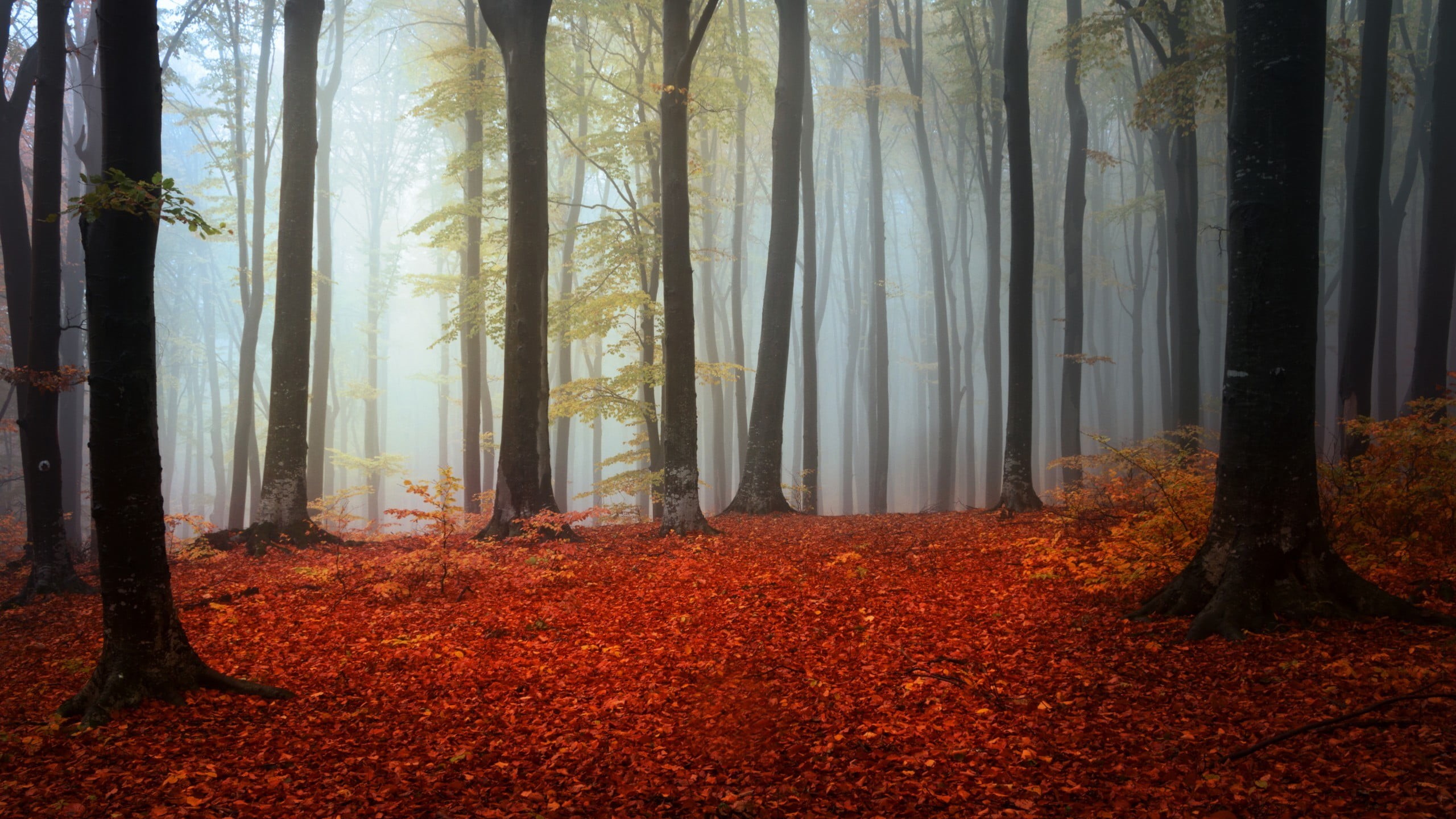fall, trunk, mist, woodland, plant part, tree, growth, tranquility, autumn, day, fog, beauty in nature, branch, no people, leafed, trees, green, plant, HD Wallpaper