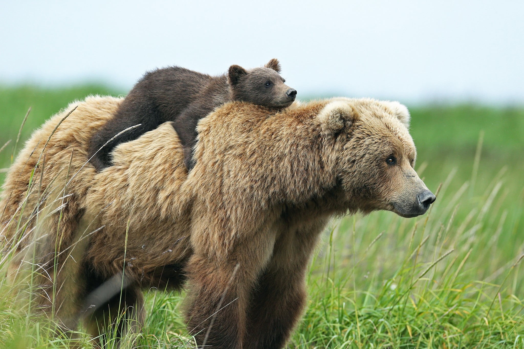 animals, animal themes, brown, day, animal wildlife, profile view, animal, animals in the wild, grass, bears, no people, mammal, group of animals, animal family, HD Wallpaper