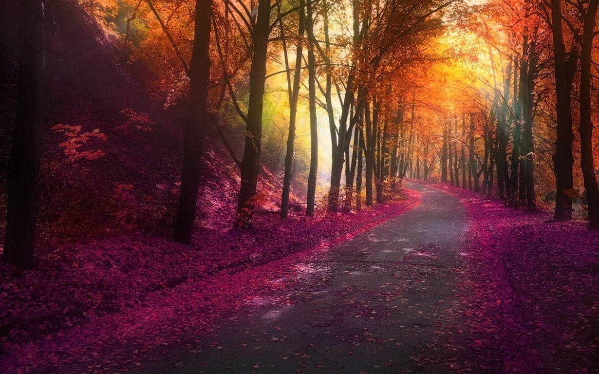 beauty In Nature, sun, rural Scene, colors, leaves, mystery, colorful, sunbeam, woodland, hills, gold Colored, non-Urban Scene, red, trees, lane, trunk, HD Wallpaper