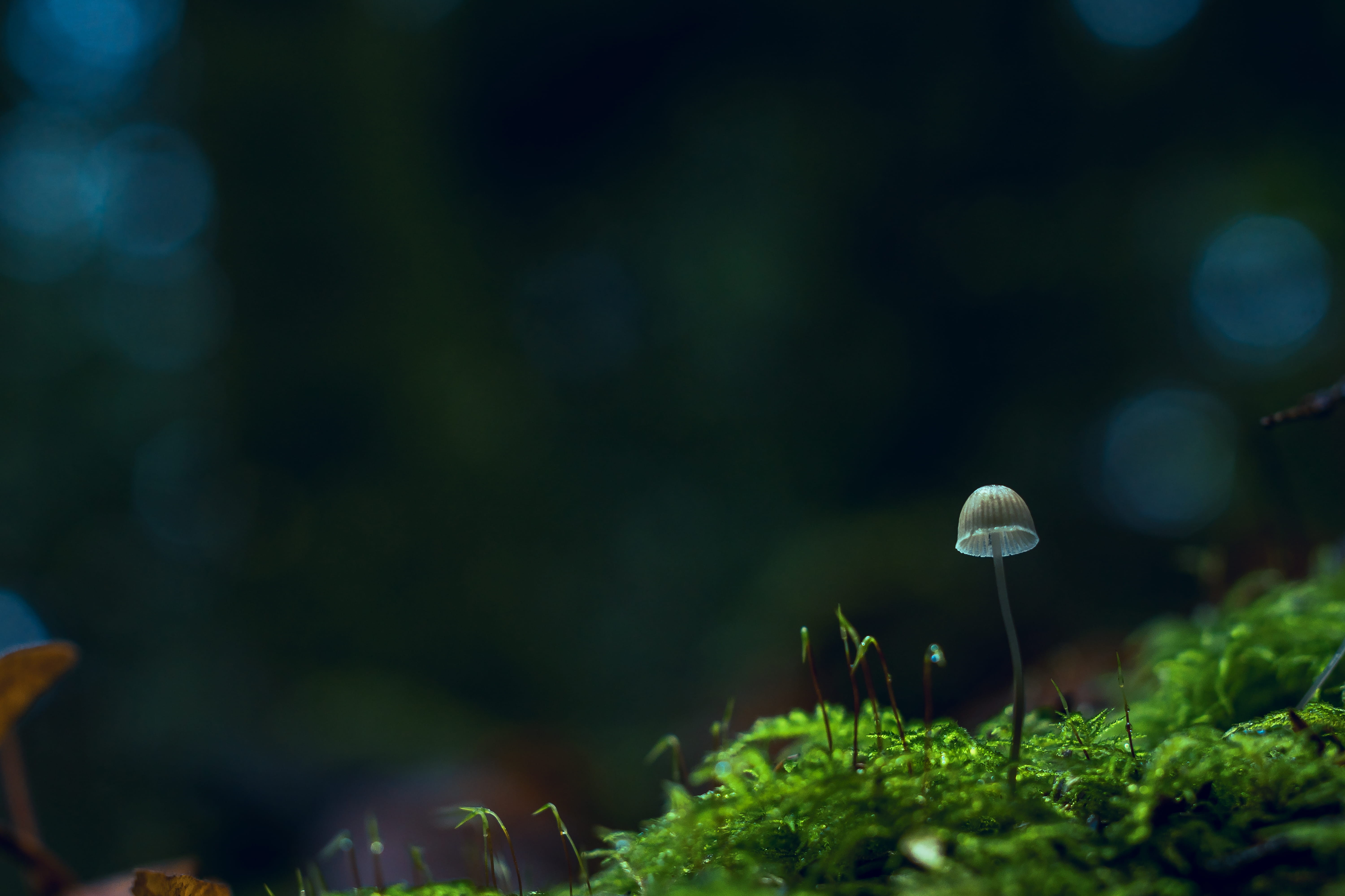 selective focus, plant, grass, fragility, no people, mushroom, toadstool, vegetable, 5K, beige, land, little, botany, environment, macro photography, vulnerability, HD Wallpaper