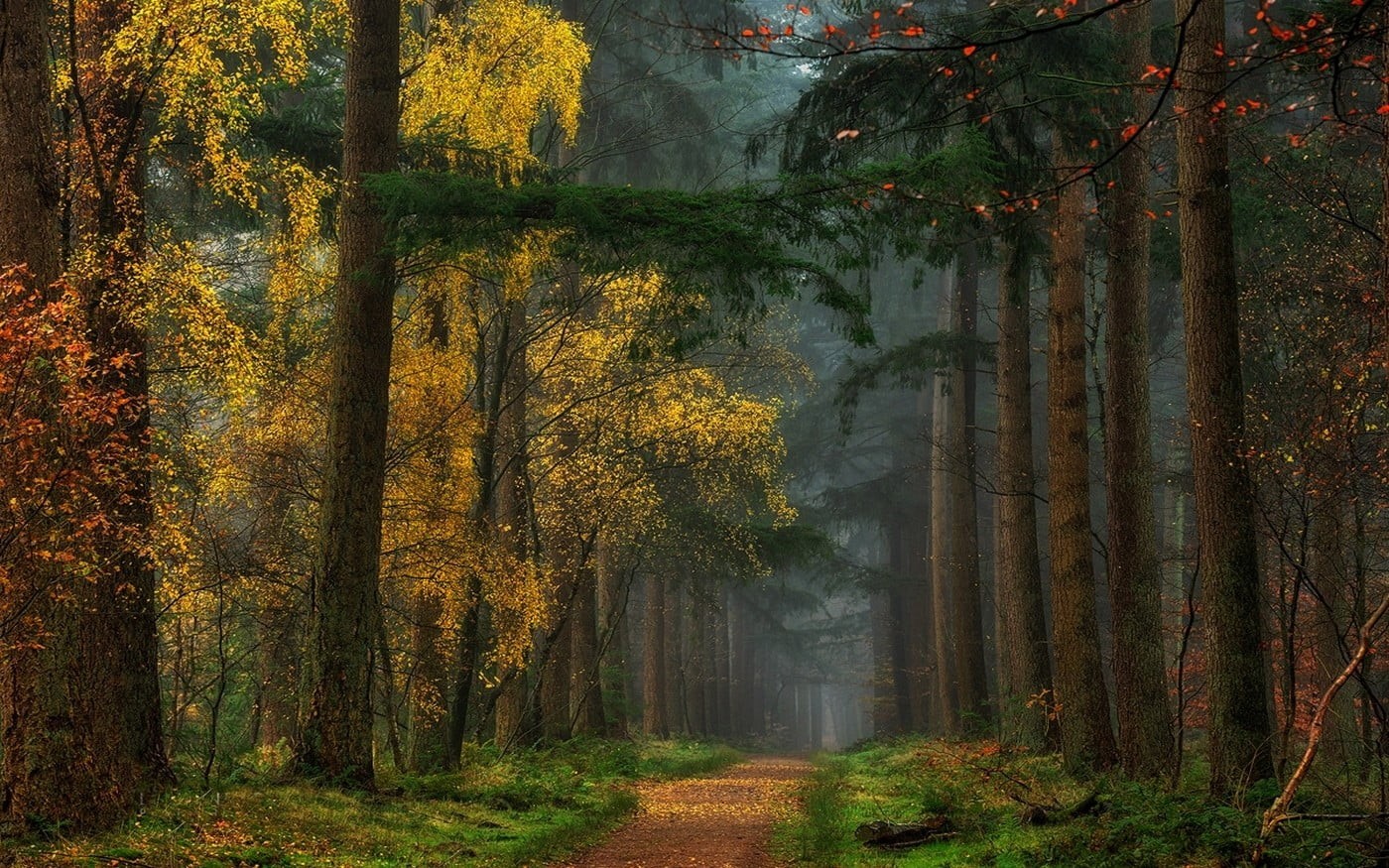 dirt road, land, change, scenics - nature, tree, beauty in nature, trunk, tranquil scene, fall, nature, day, tree trunk, colorful, landscape, autumn, fog, HD Wallpaper