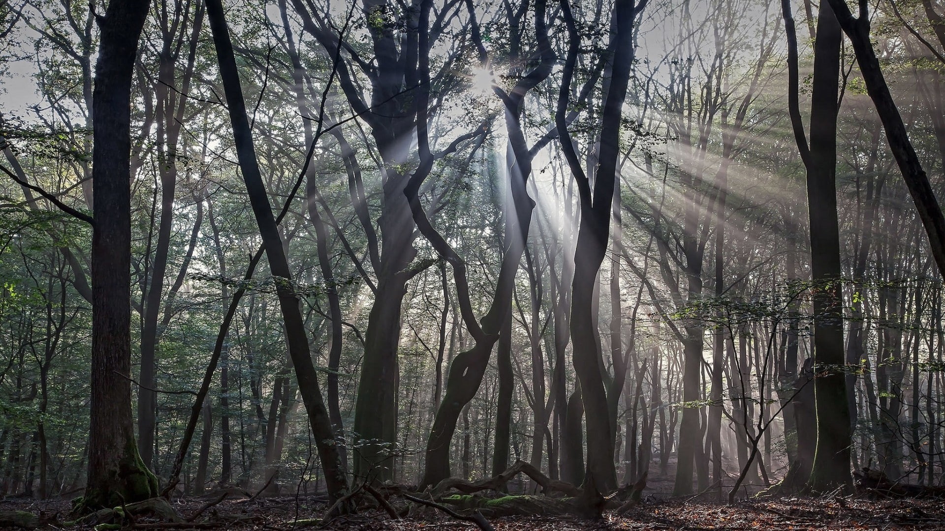 dead trees, leaves, silhouette, trees, forest, 1080P, branch, sun rays, wood, mist, moss, nature, HD Wallpaper
