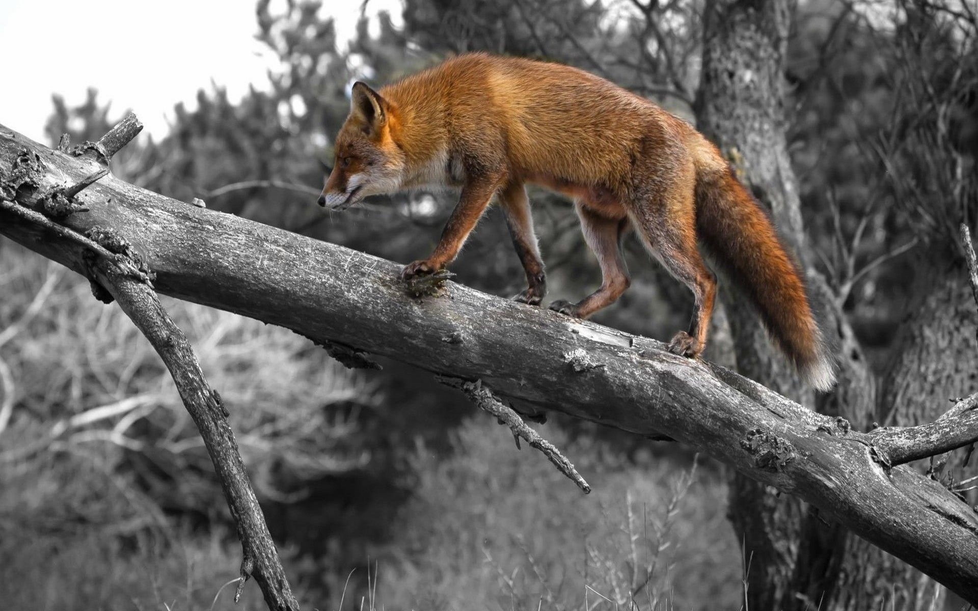 selective coloring, outdoors, forest, animals in the wild, dead trees, wildlife, mammal, land, animal themes, animal, animals, vertebrate, tree, nature, HD Wallpaper