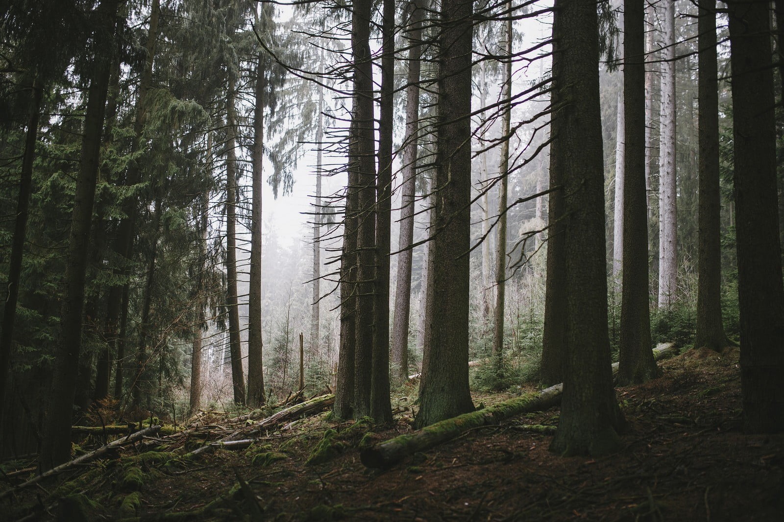 beauty in nature, day, trunk, plant, environment, 720P, no people, coniferous tree, black, nature, white, photography, non-urban scene, abundance, trees, HD Wallpaper