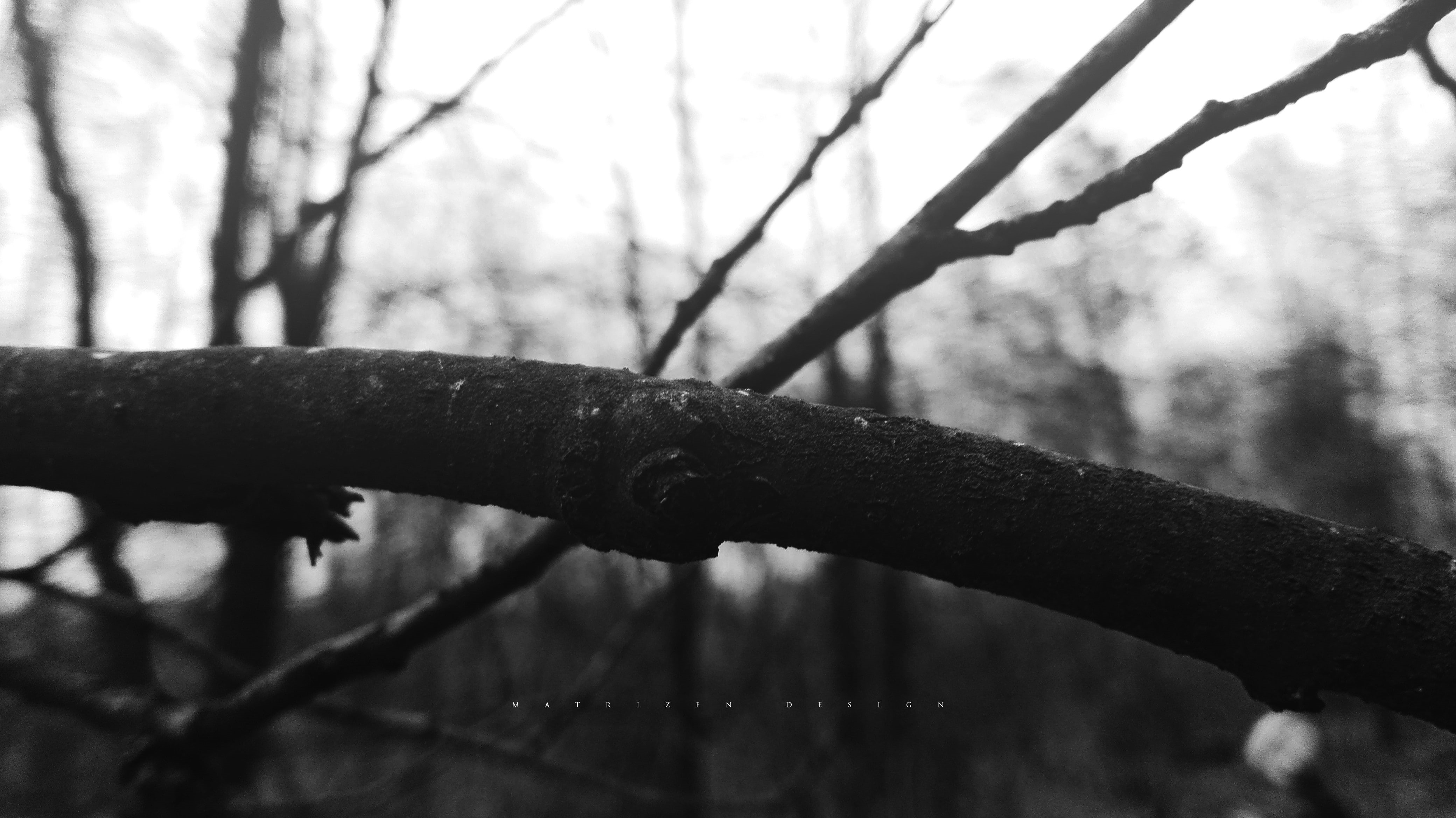 boundary, photography, plant, monochrome, outdoors, safety, drop, tranquility, close-up, raindrop, rain, fence, wet, security, branch, day, dead trees, HD Wallpaper