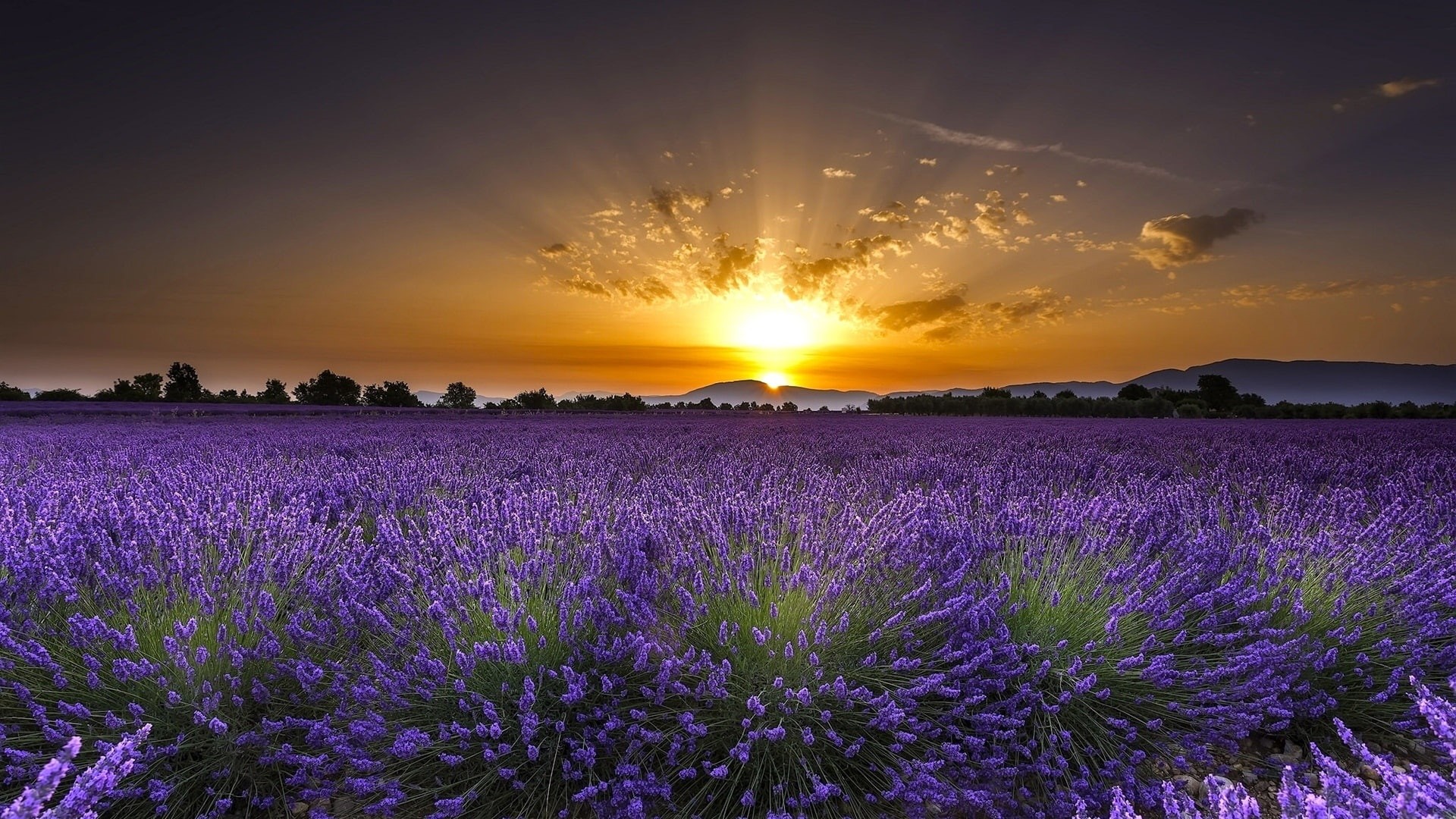 Sunrise, Dawn, France, Lavender, Flowers, 1080P, Valensole, HD Wallpaper