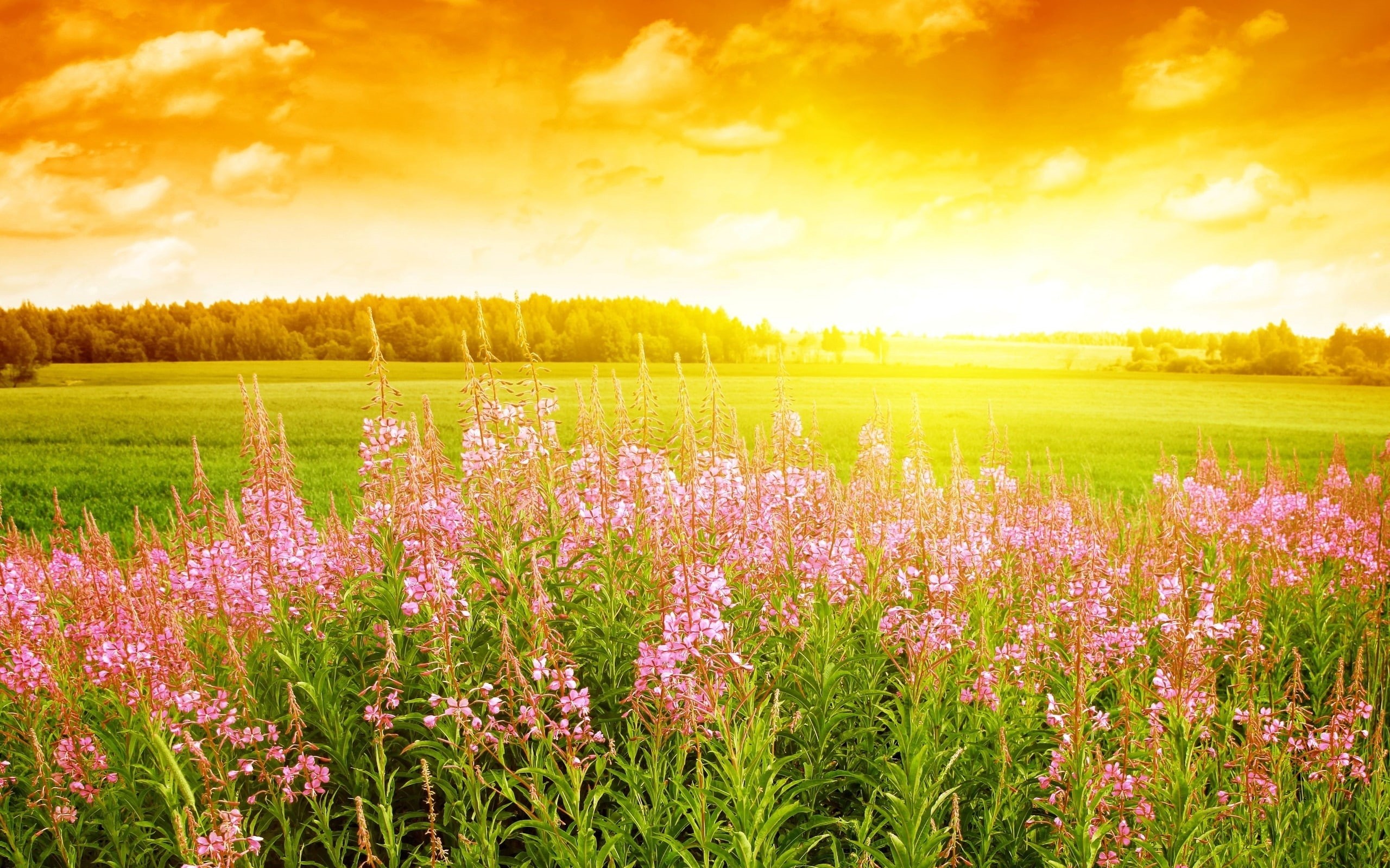 summer, flowers, 2K, field, sky, background, scenery, HD Wallpaper