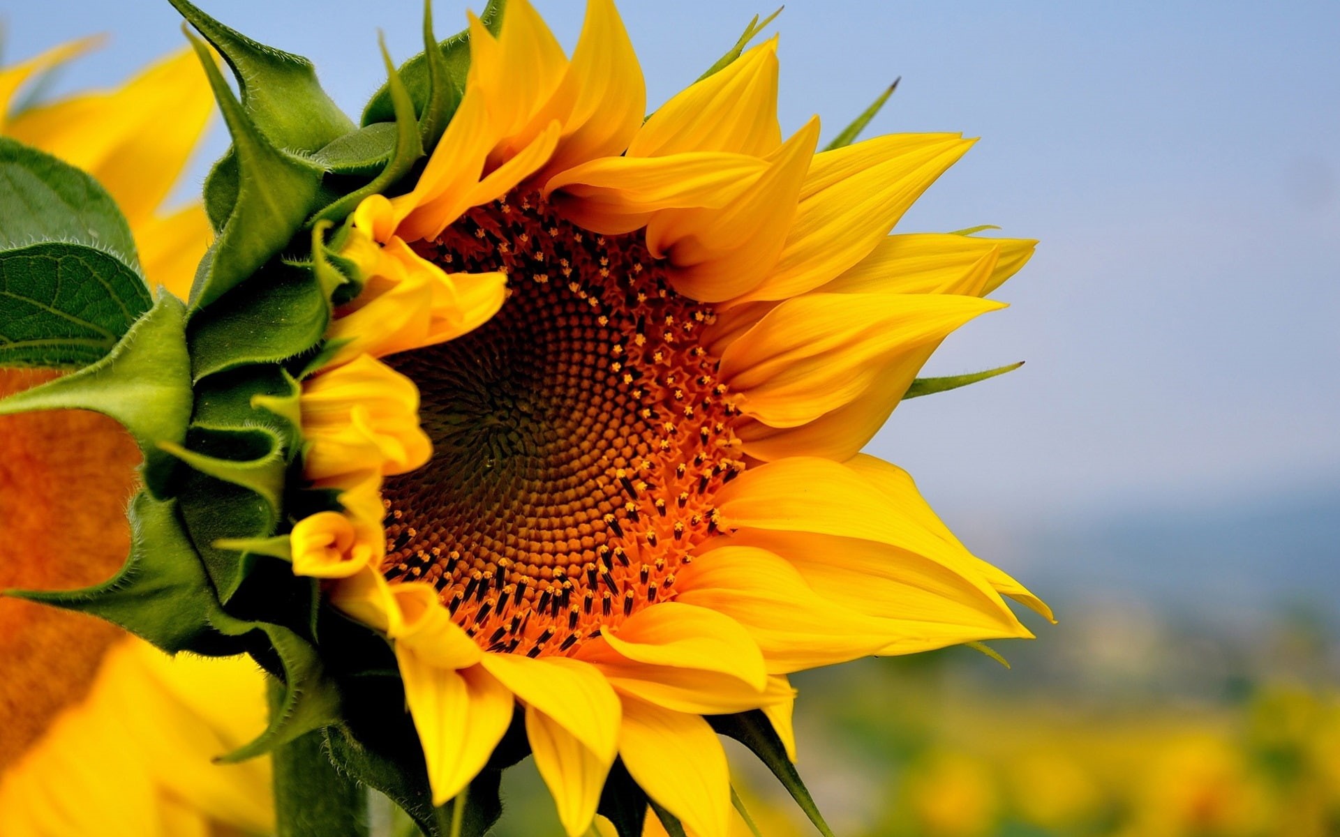 Yellow, Flowers, Summer, Sunflower, 1080P, HD Wallpaper