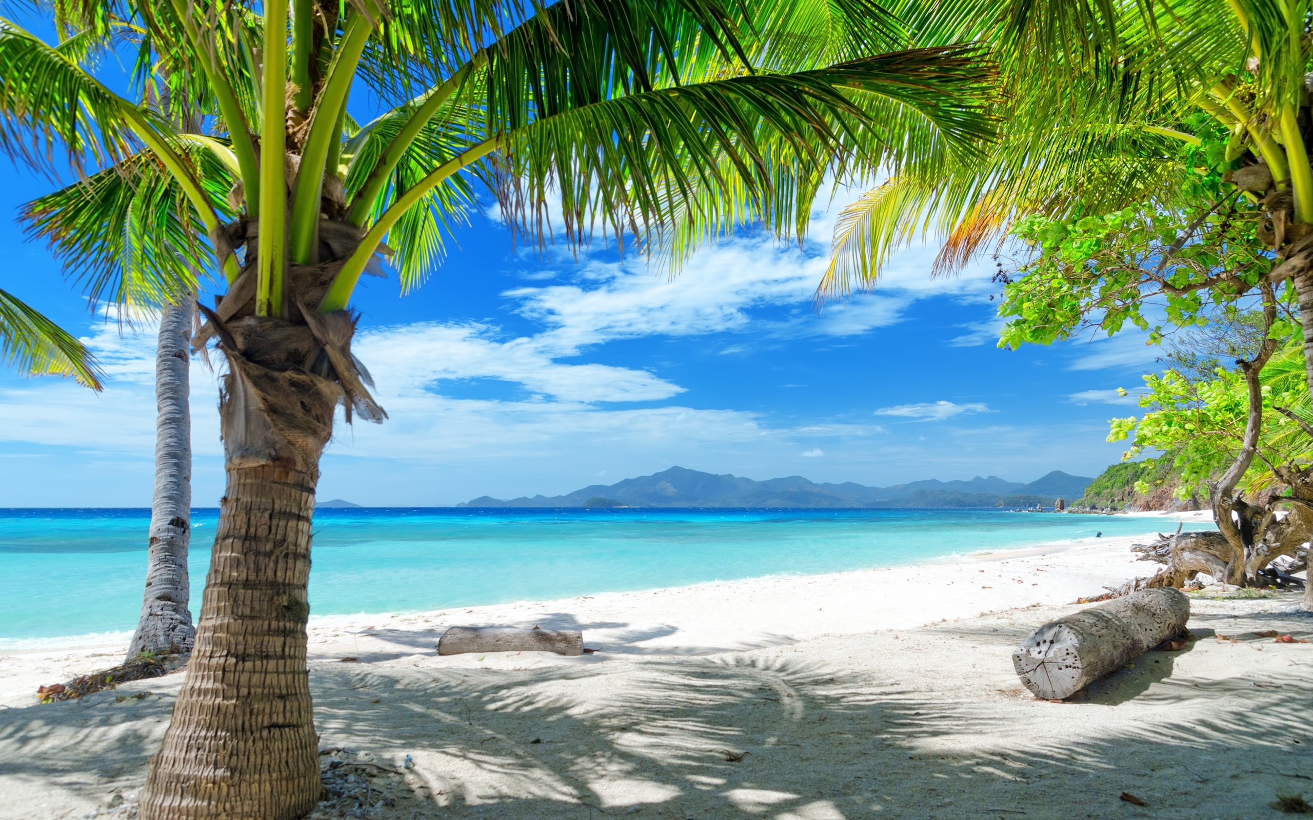 Trees, Sand, Palm, Summer, 2K, Beach, HD Wallpaper