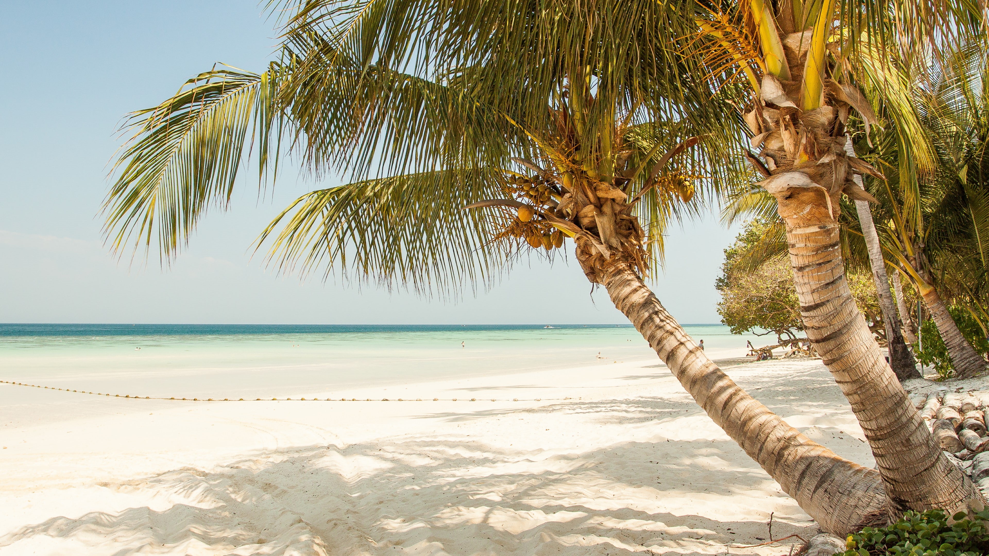palm tree, vacation, sand, sandy beach, tropics, summertime, travel, sky, beach, sea, coast, summer, shore, 4K, seashore, tree, HD Wallpaper