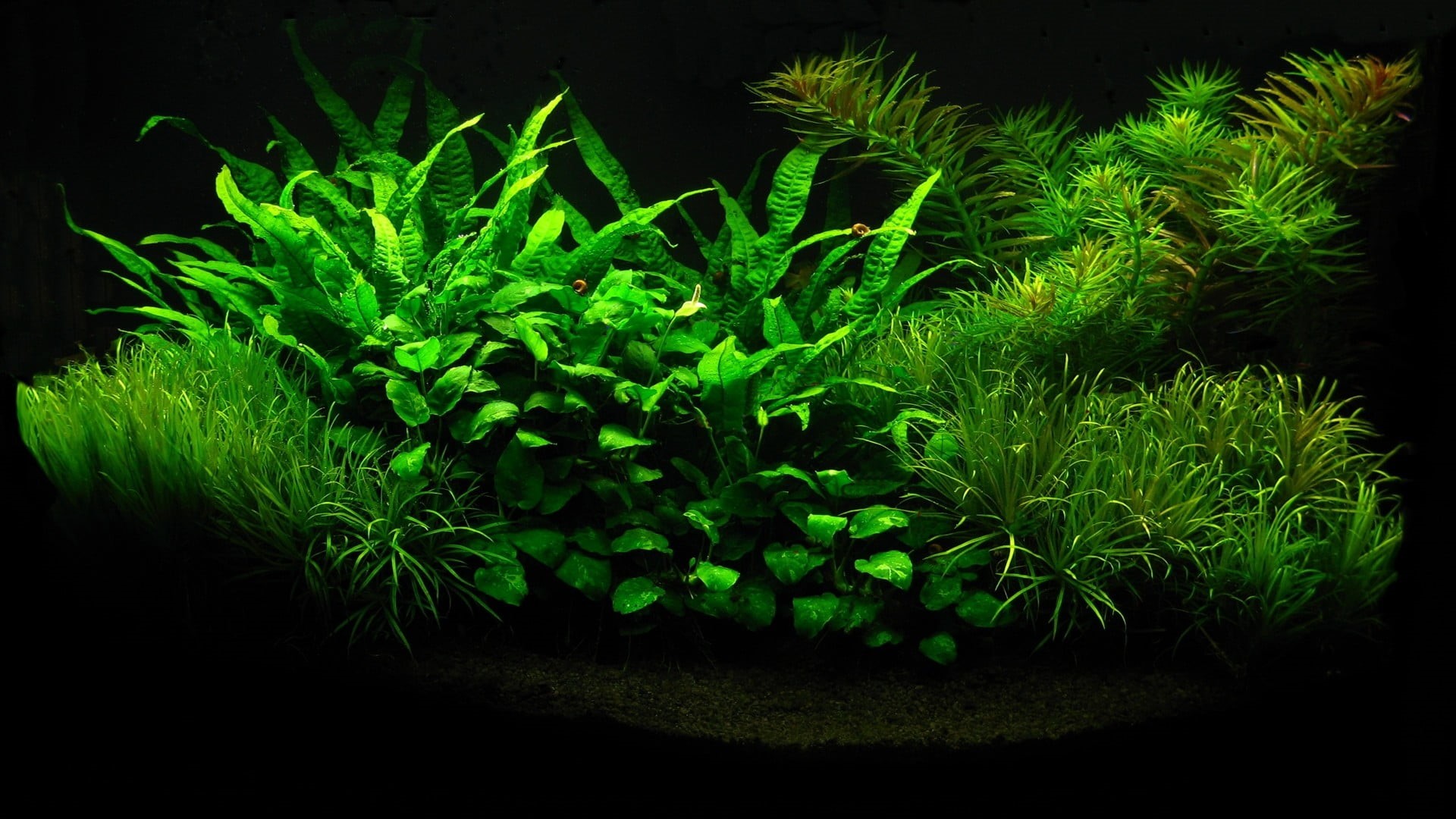 no people, studio shot, vibrant color, plant part, growth, nature, food, indoors, plant, freshness, leaf, green color, plants, food and drink, 1080P, green, HD Wallpaper