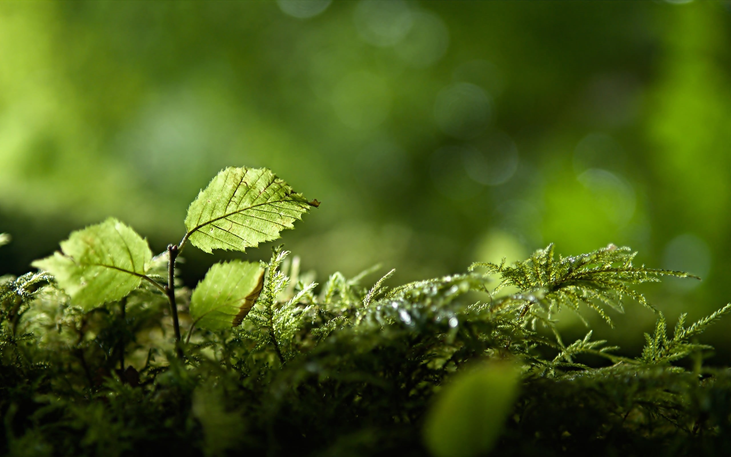 tree, day, close-up, green color, plant part, outdoors, nature, selective focus, plant, green, growth, fragility, focus on foreground, vulnerability, no people, HD Wallpaper