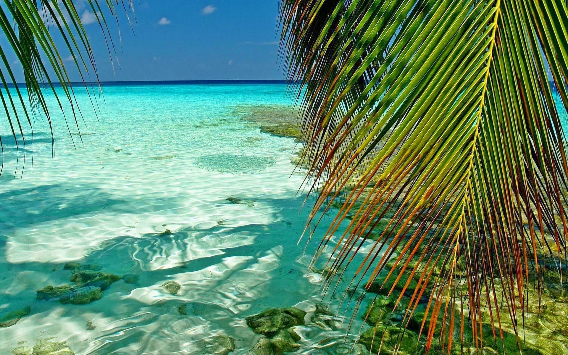 turquoise, Maldives, idyllic, horizon over water, day, landscape, beach, tranquil scene, tree, palm tree, outdoors, water, land, green, tropical, plant, HD Wallpaper