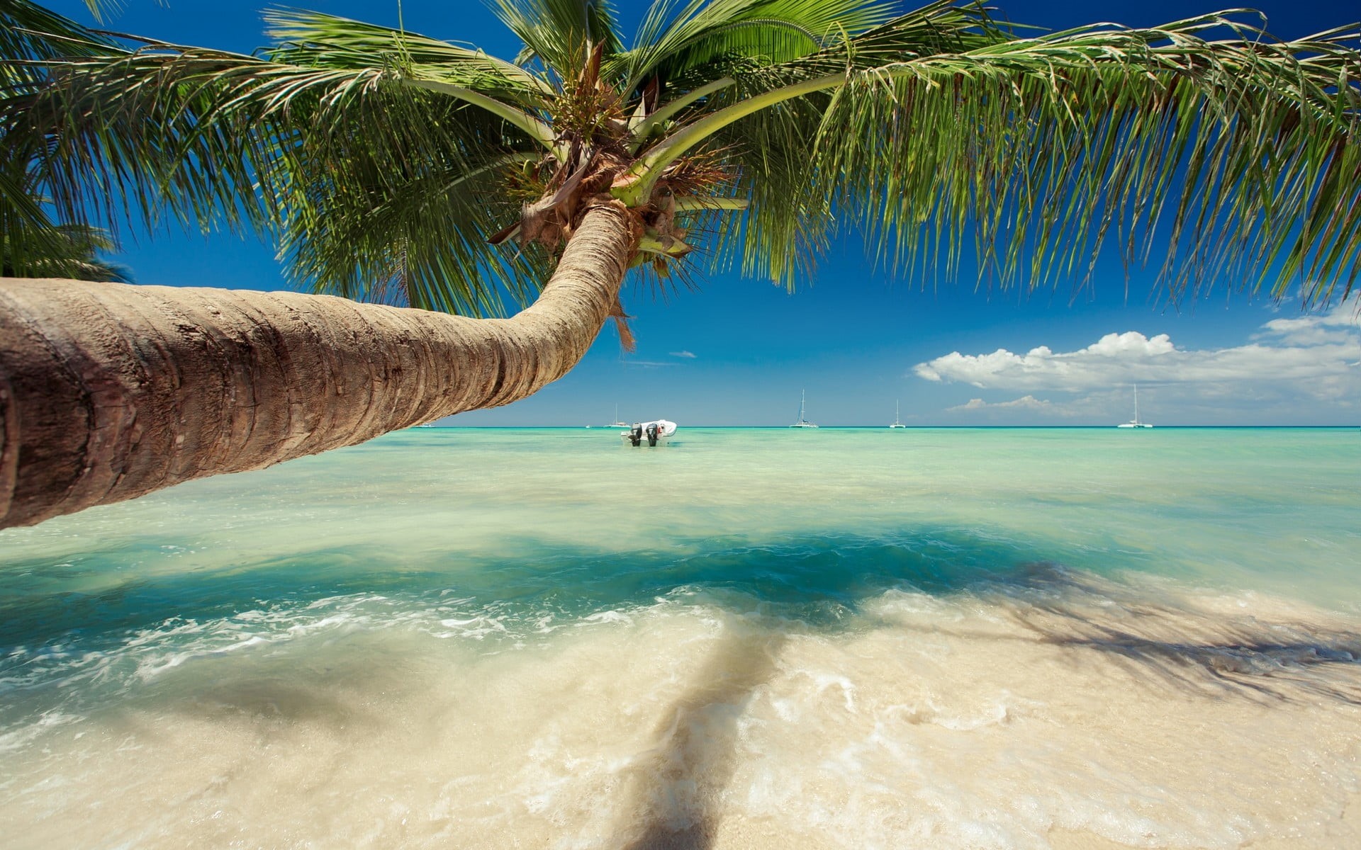 palm tree, water, tropical climate, land, summer, palm trees, green, plant, landscape, 1080P, turquoise colored, outdoors, tranquil scene, horizon over water, HD Wallpaper