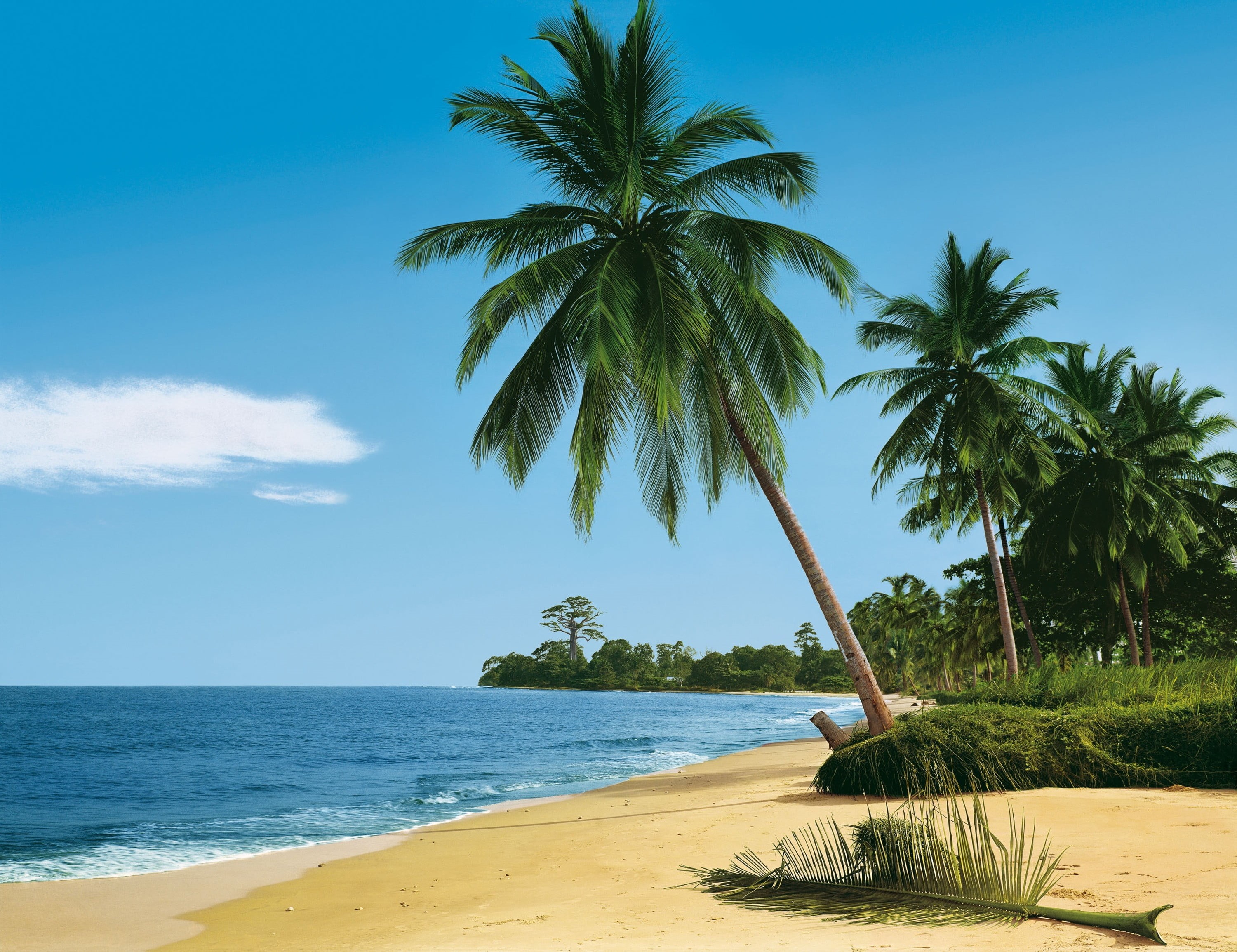 2K, beauty In Nature, seascape, coconut, scenics, palm, green Color, green, sand, growth, tranquil scene, relaxation, nature, coastline, landscape, sea, HD Wallpaper