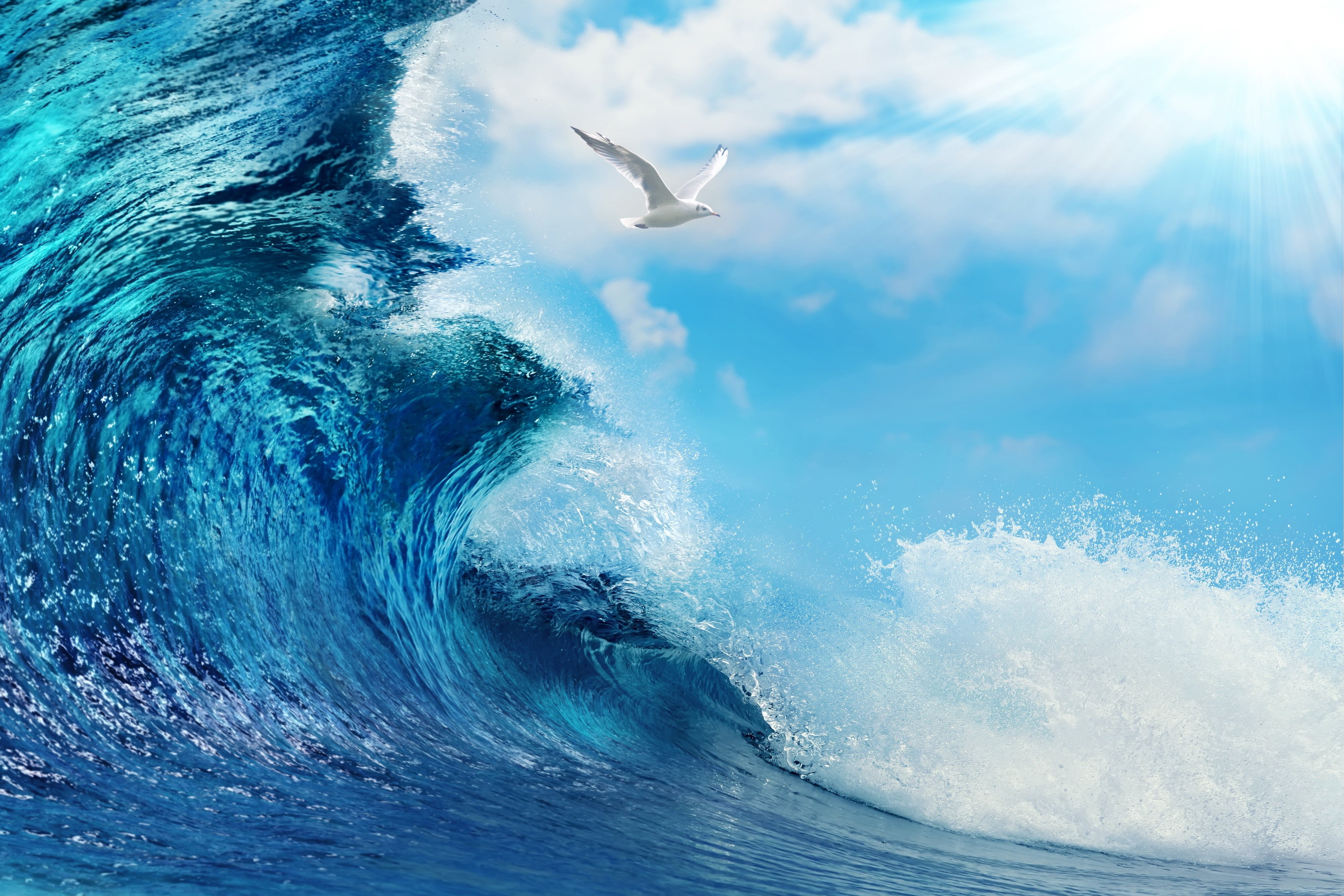 power in nature, beach, sky, summer, 4K, motion, vertebrate, animal, white, ocean, flying, animal themes, animals in the wild, vacations, marine, HD Wallpaper