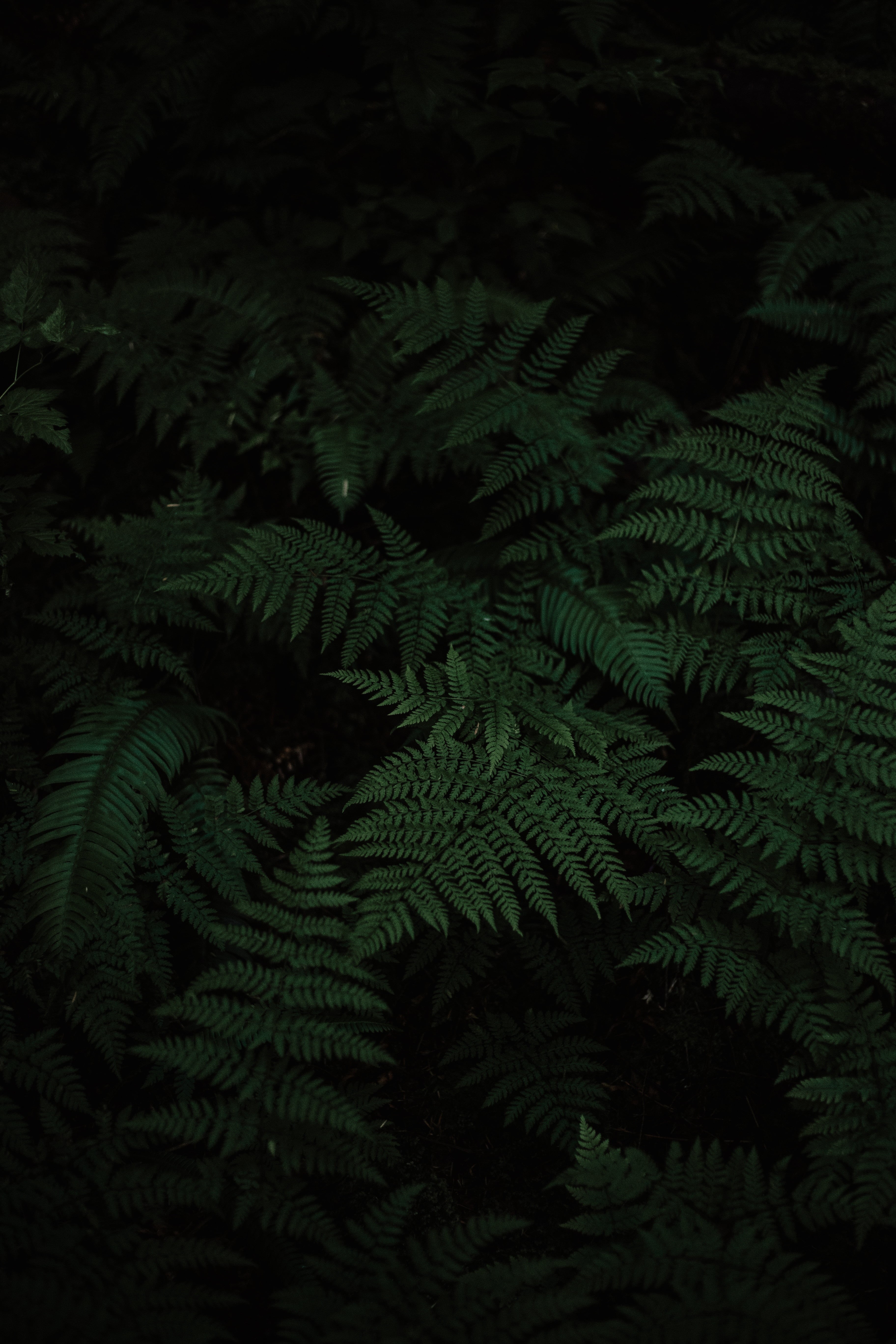 beauty in nature, no people, growth, botany, plant part, green color, carved, nature, full frame, lot, fern, forest, tree, leaf, tranquility, plant, green, Phone HD Wallpaper