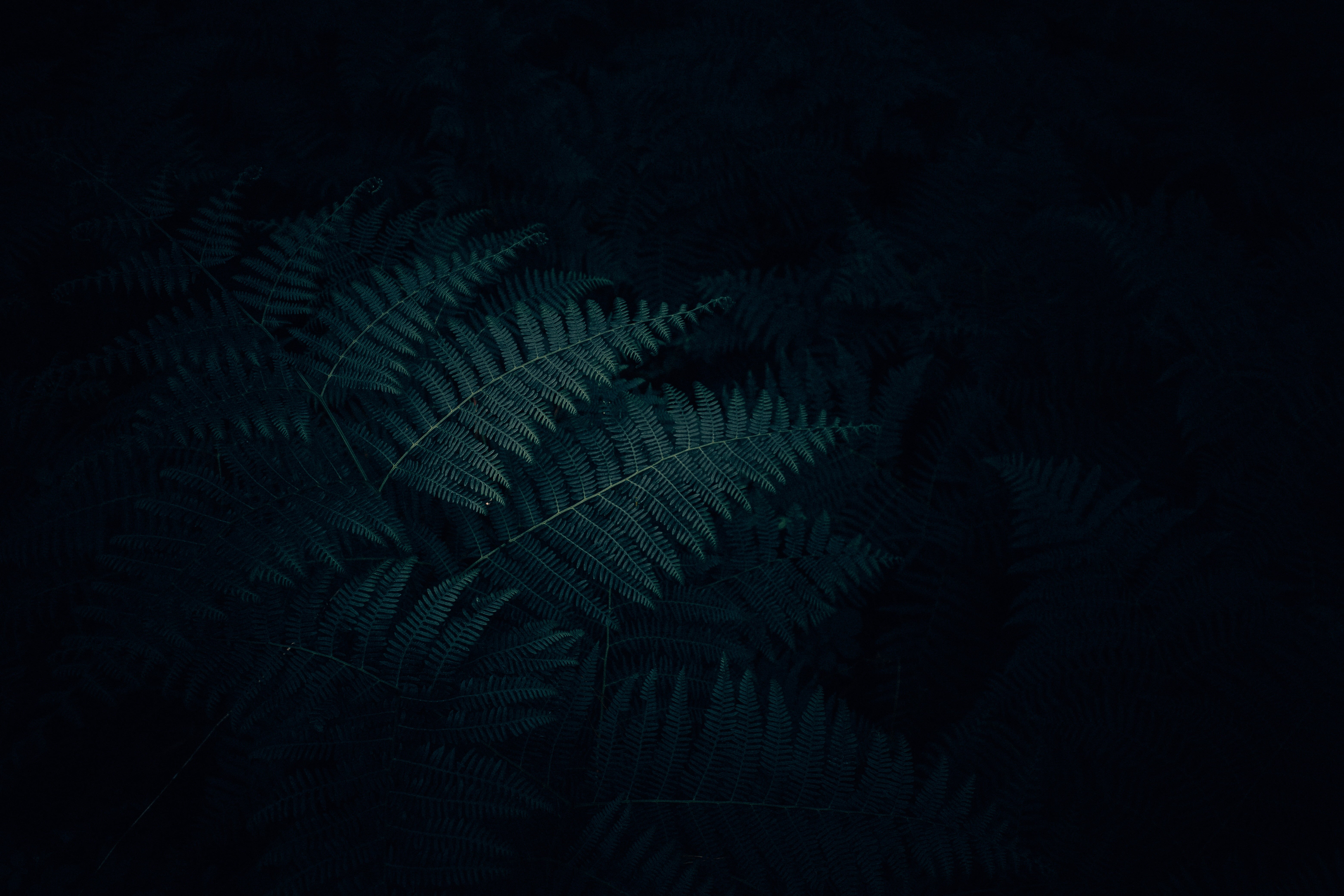 design, textured Effect, no People, plant, nature, dark, black background, pdlant, close-up, backgrounds, fern, black Color, green, green Color, 5K, forest, HD Wallpaper