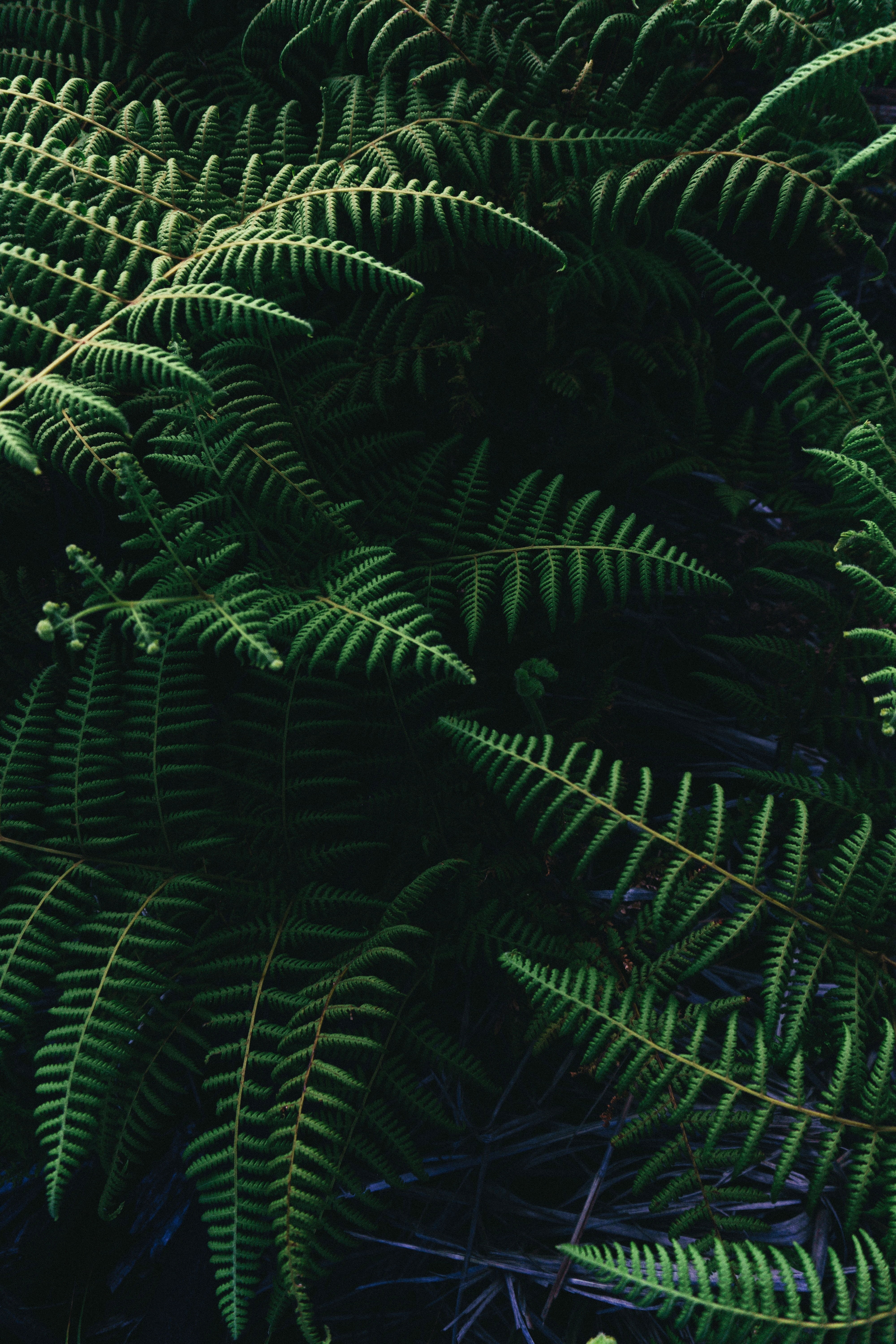 sunlight, palm leaf, full frame, day, green, growth, plant, nature, tree, outdoors, pine tree, close-up, plants, backgrounds, leafed, leaf, 5K, green color, Phone HD Wallpaper