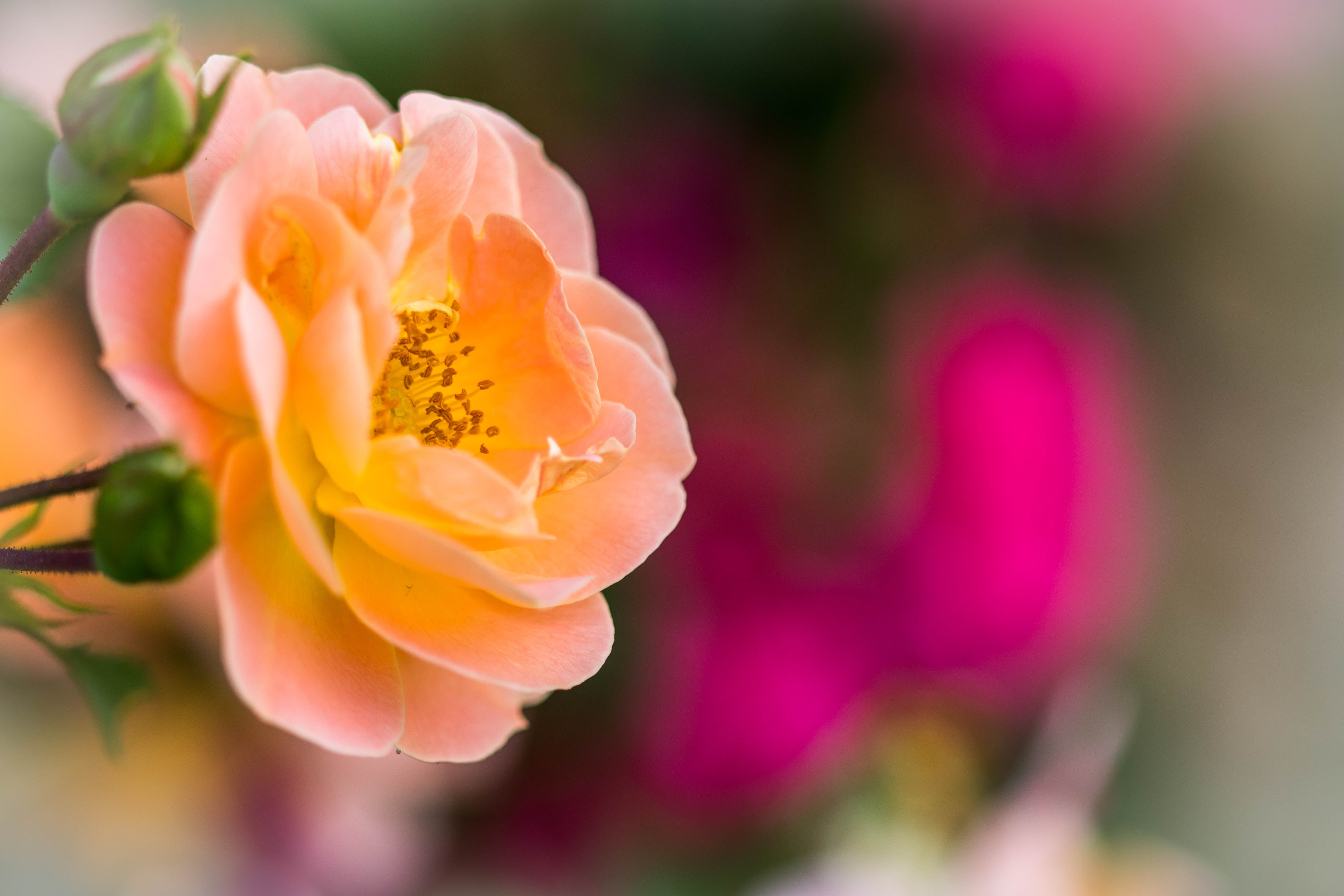 bokeh, beauty In Nature, springtime, pink Color, flower, vie, orange, close-up, flower Head, rose, orange flower, 5K, nature, petal, plant, HD Wallpaper