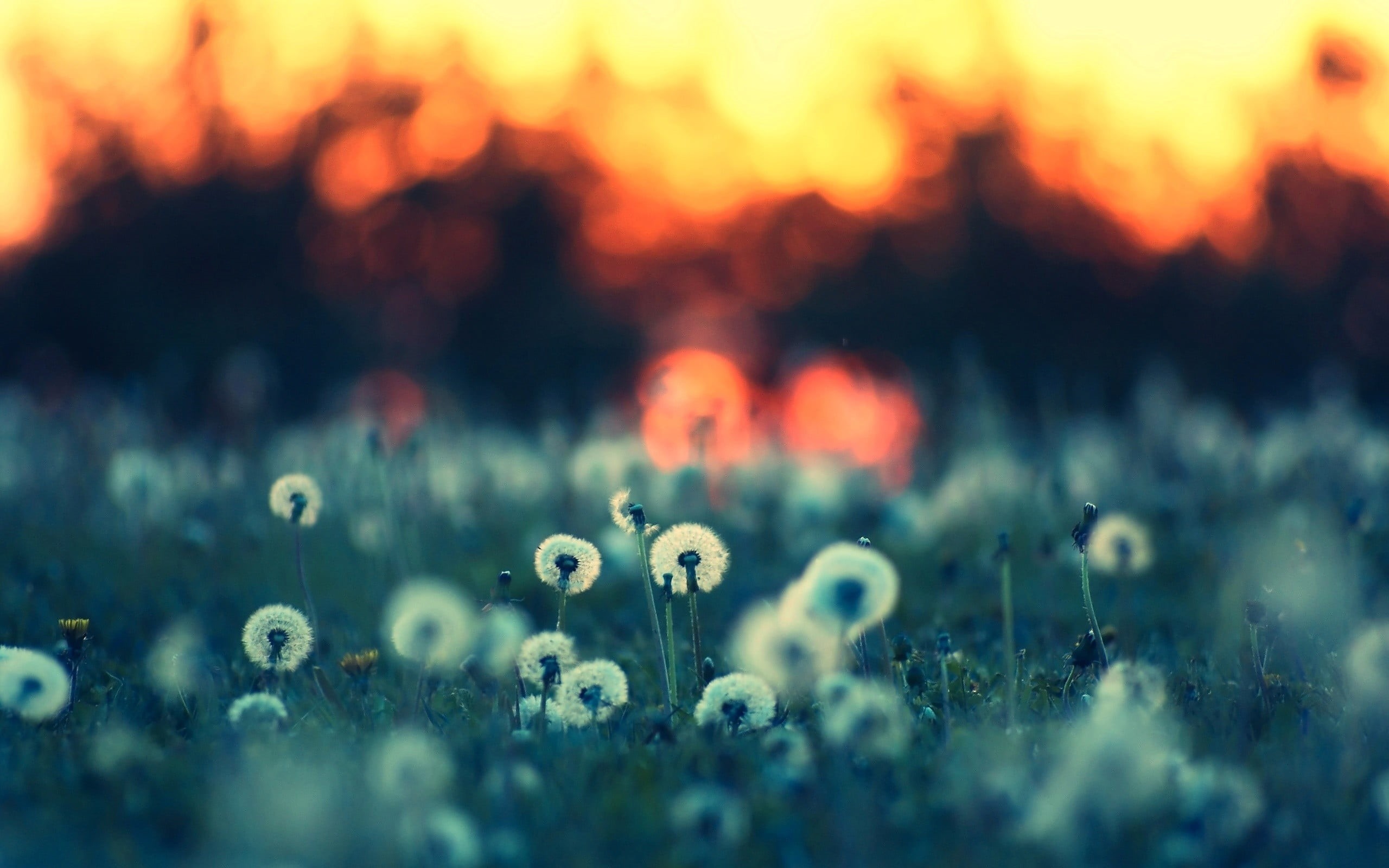 sun, plants, no People, selective focus, leaf, close-up, photography, fungus, macro, sunlight, summer, blue, grass, flowers, backgrounds, blossom, white, HD Wallpaper