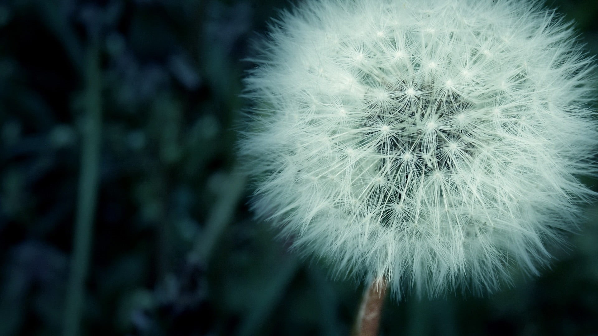 white, inflorescence, flowering plant, no people, beauty in nature, dandelion, nature, freshness, softness, close-up, fragility, outdoors, macro, flowers, HD Wallpaper