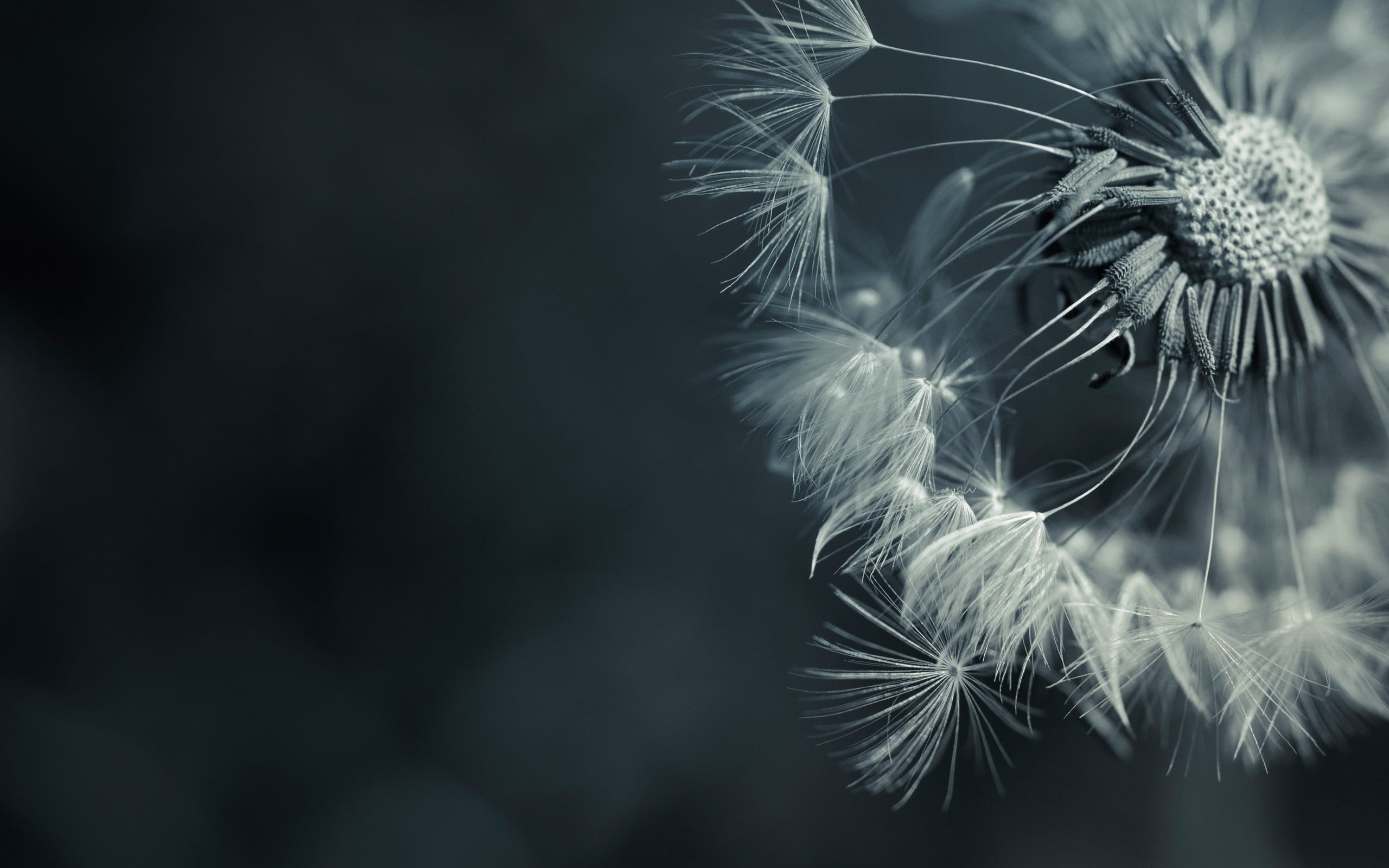 fragility, single Flower, flowering plant, beauty In Nature, wildflower, 2K, summer, flower Head, blossom, springtime, flower, vulnerability, tranquility, HD Wallpaper