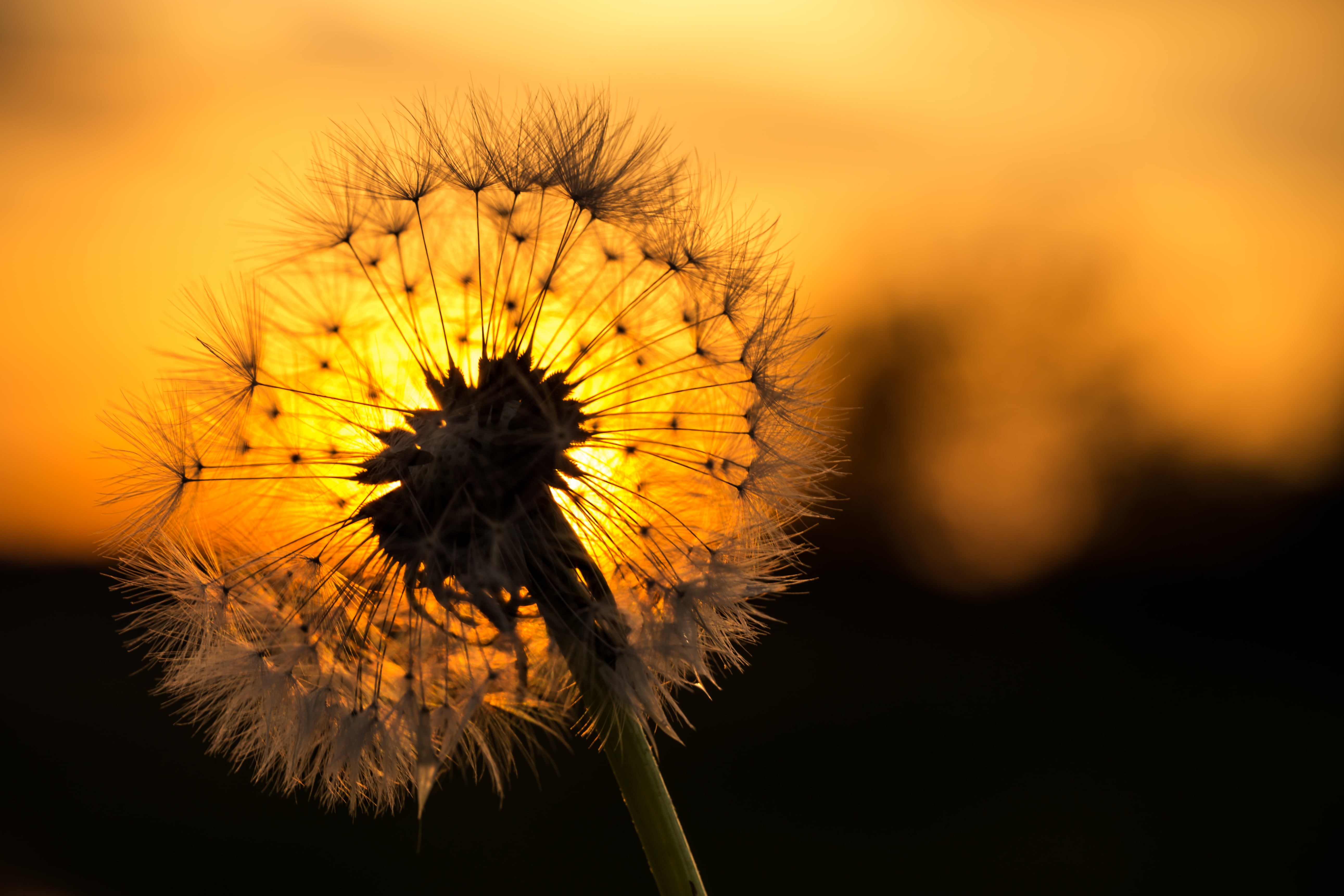 macro, sunset, seed, outdoors, 6D, macro shot, white, mm, Dandelion, close-up, Harz, yellow, summer, Löwenzahn, Ein, flower, nature, 5K, plant, shot, Canon, HD Wallpaper