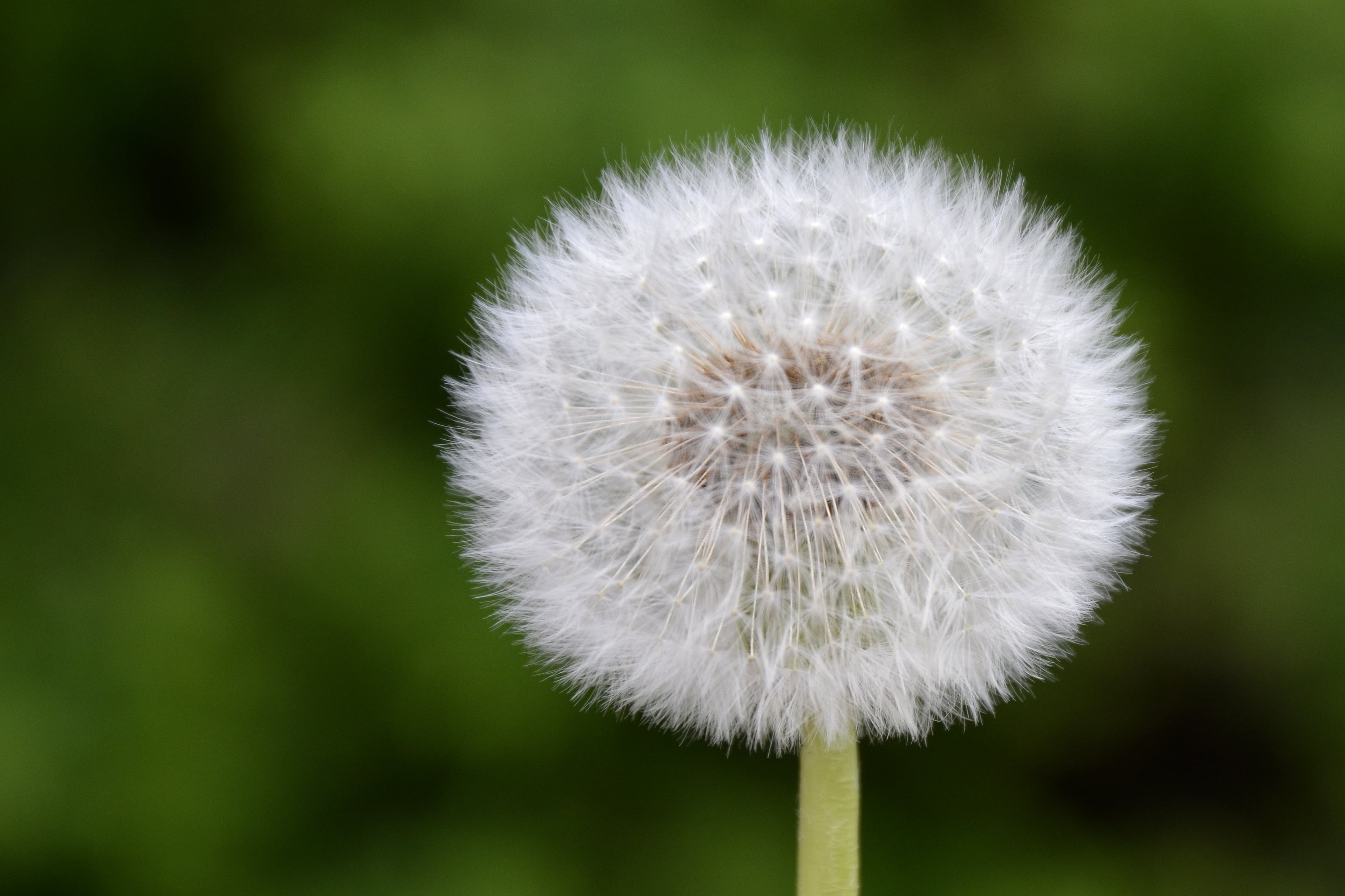 photography, white, Emmen, shallow, springtime, beauty In Nature, shallow focus, focus, macro, Dandelion, 2K, summer, flower, nature, bloem, nikon  d5100, HD Wallpaper