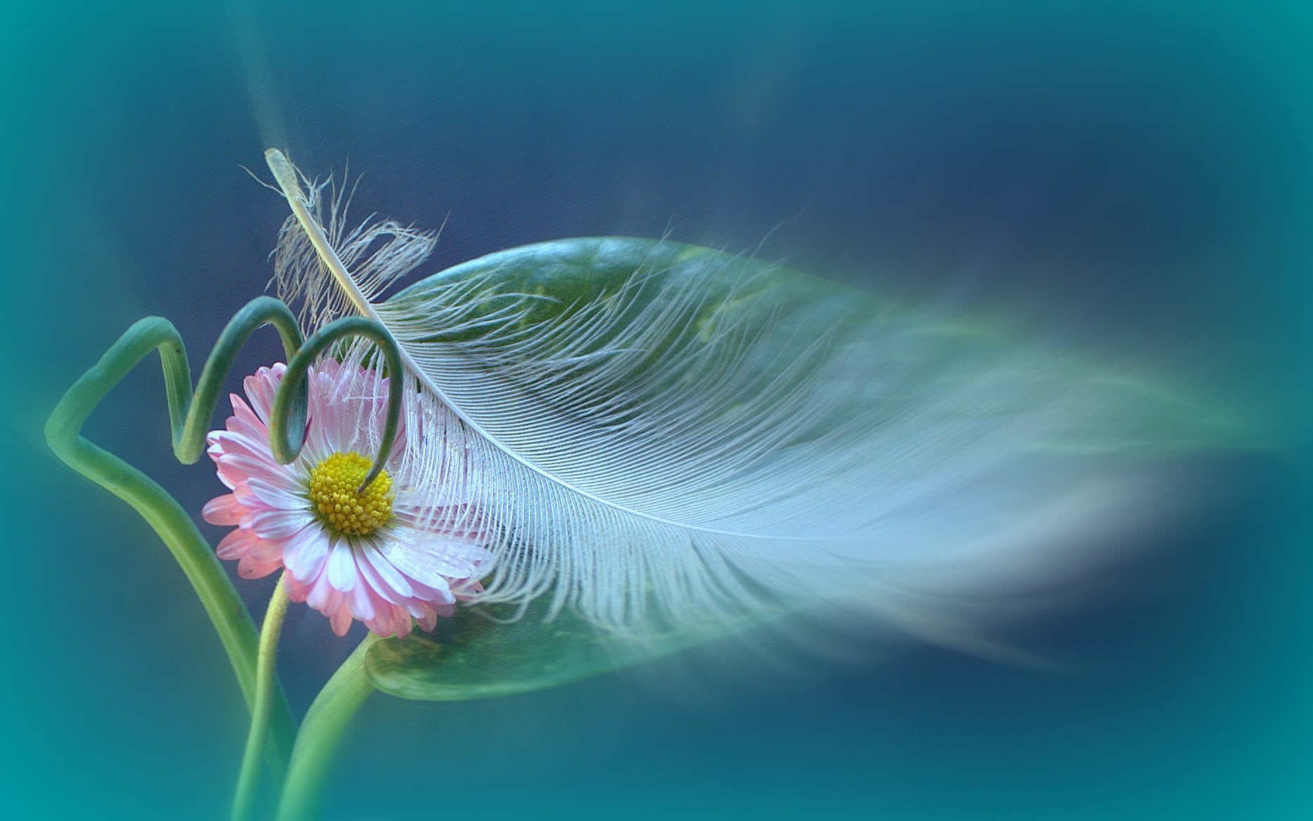 pink, 720P, summer, white, focus, plant, feather, close-up, selective, nature, macro, flower, daisy, bird, photo, HD Wallpaper