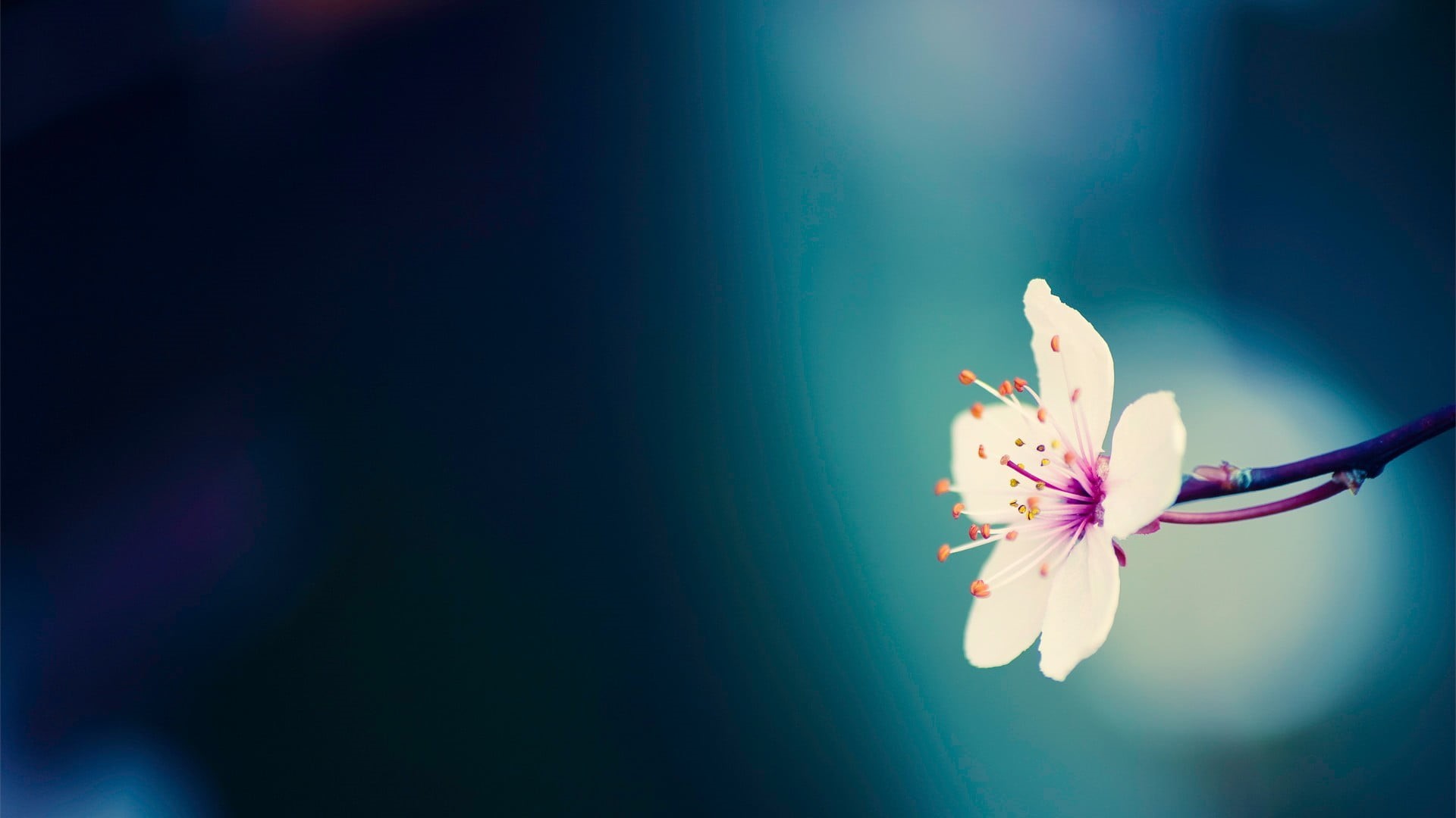 inflorescence, floating on water, beauty, season, pink Color, springtime, single Flower, plants, no people, flower Head, flower, copy space, blossom, plant, HD Wallpaper