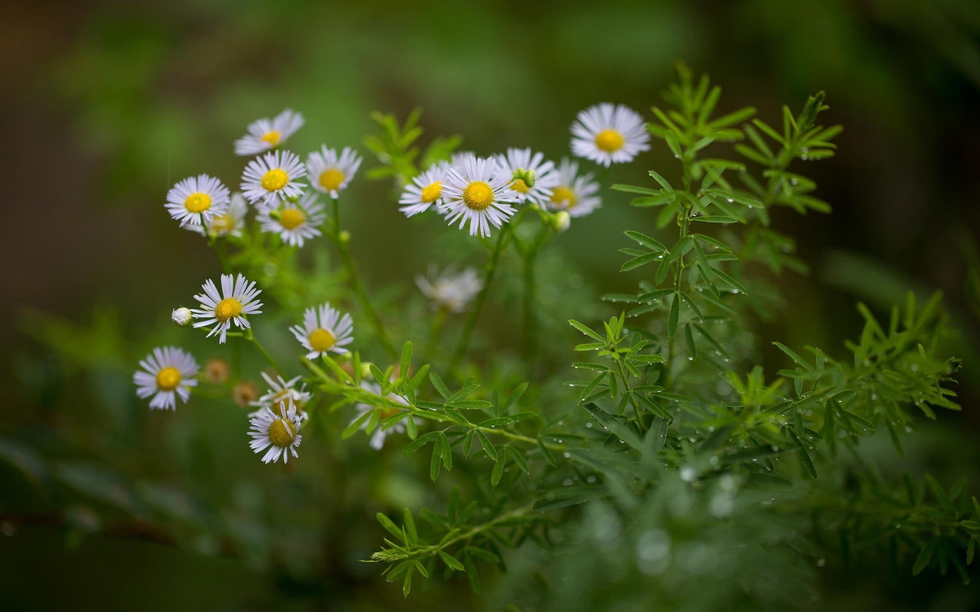 selective focus, daisies, matricaria, vulnerability, nature, white, day, fragility, botany, beauty in nature, flowering plant, flower head, plant, growth, HD Wallpaper