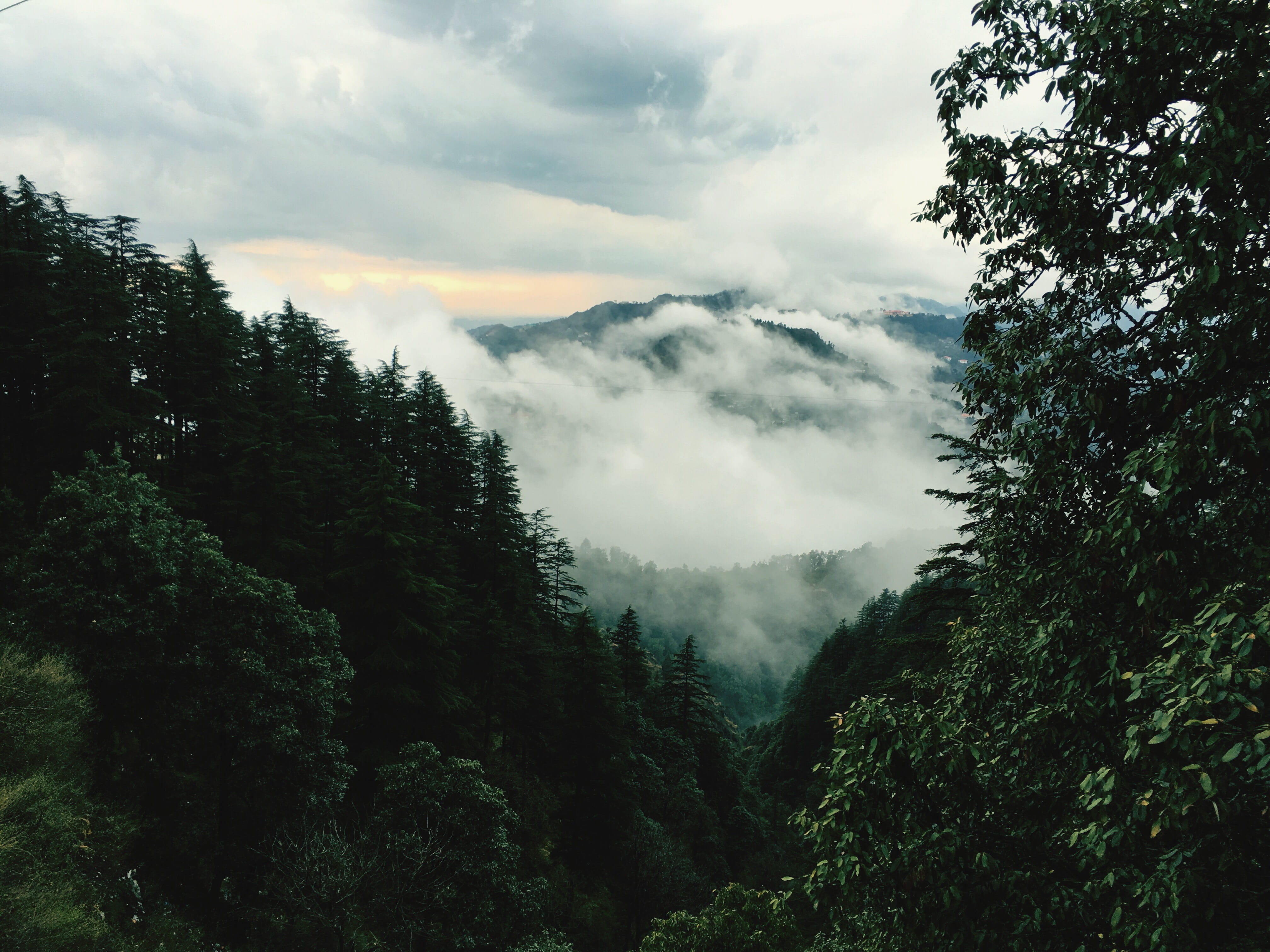 growth, cloud, cloudscape, india, winter, coniferous tree, outdoors, day, trees, land, 4K, cloud - sky, nature, green color, mountain, idyllic, non-urban scene, HD Wallpaper